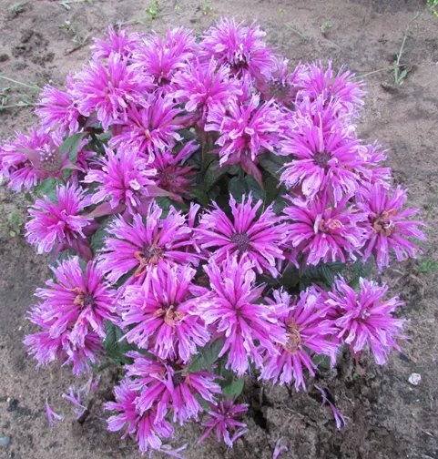 'Leading Lady Orchid' Bee Balm (Monarda hybrid) — Proven Winners - 'Leading Lady Orchid' - Bee Balm - Monarda hybrid pink orchid pink plant details