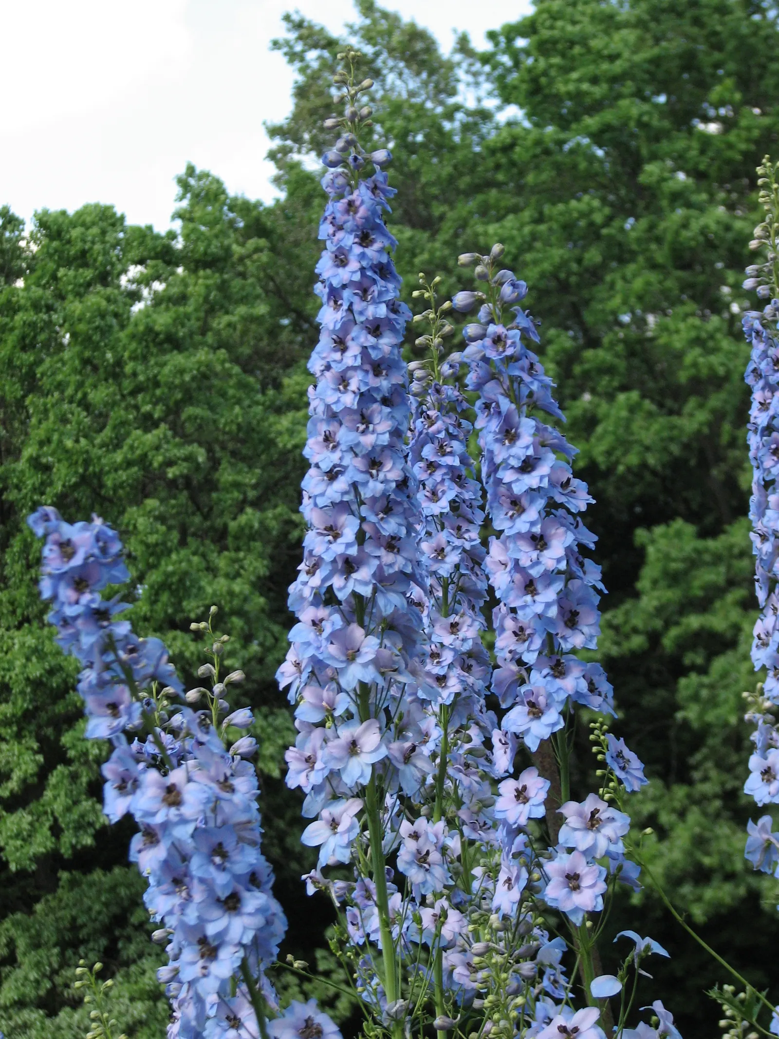 Magic Fountain Blue Larkspur (Delphinium 'Magic Fountain Blue') — vivid blue flowers with a hint of purple and white centers