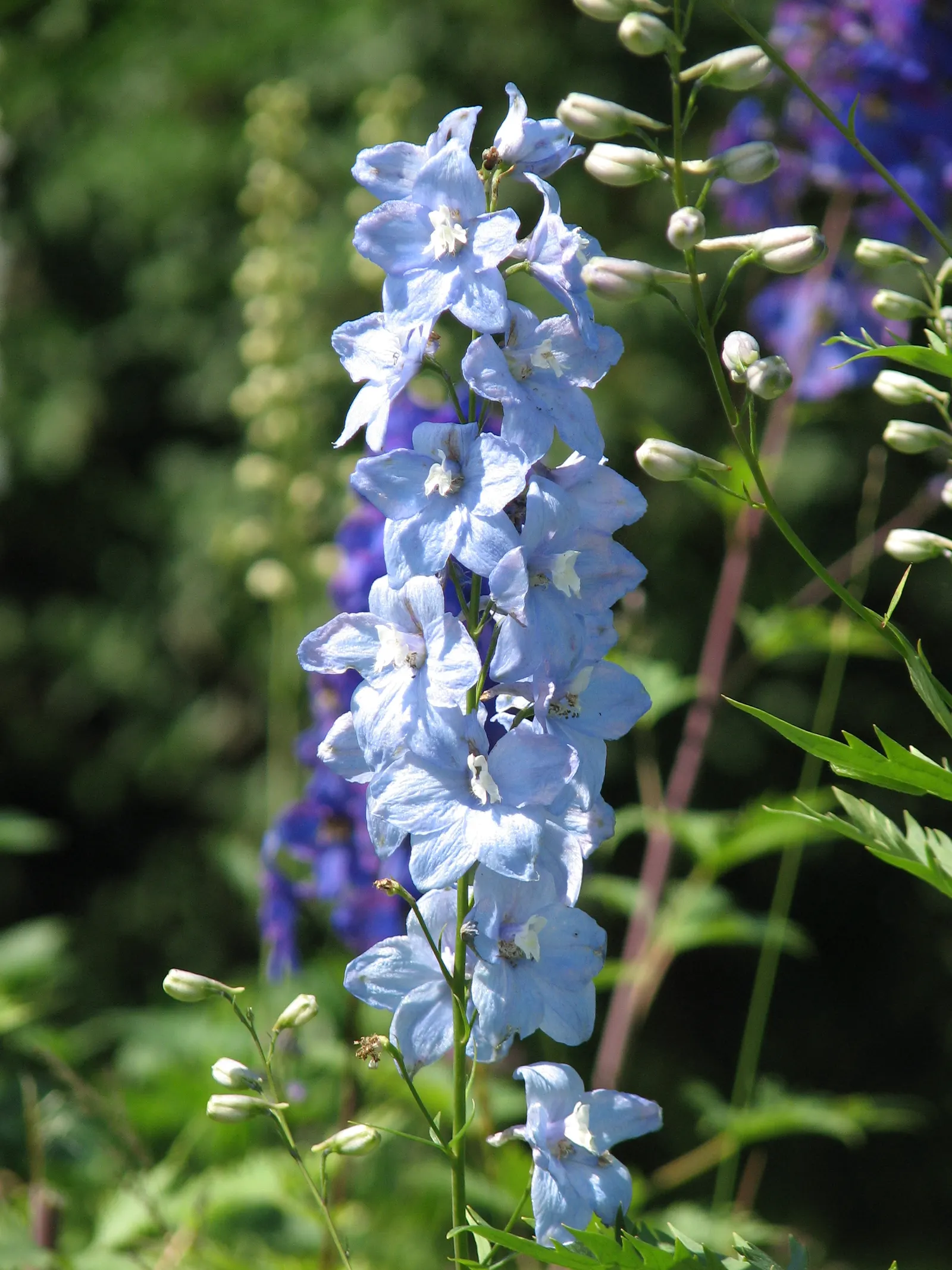 Magic Fountain Blue Larkspur (Delphinium 'Magic Fountain Blue') — features towering spikes of semi-double