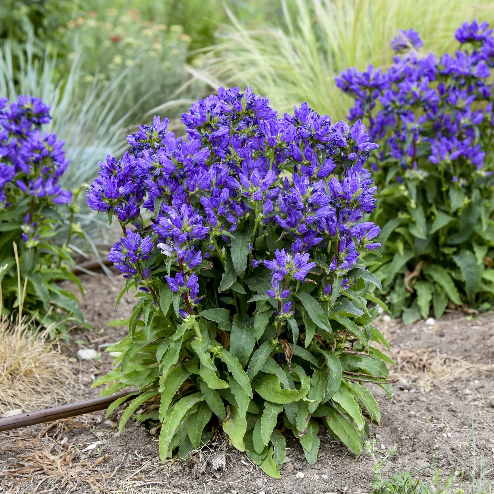 'Bells and Whistles' Clustered Bellflower (Campanula glomerata) — It matures 24-28 inches tall and 22-26 inches wide