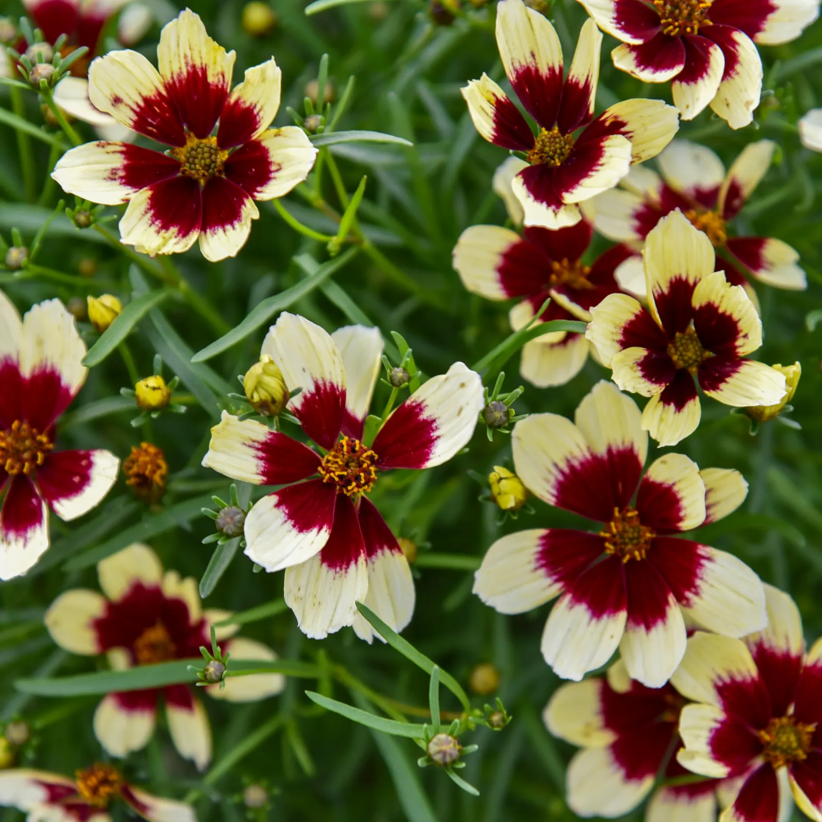 'Creamy Calico' Threadleaf Coreopsis (Coreopsis verticillata) — It grows 16-18 inches tall and spreads 24-28 inches wide