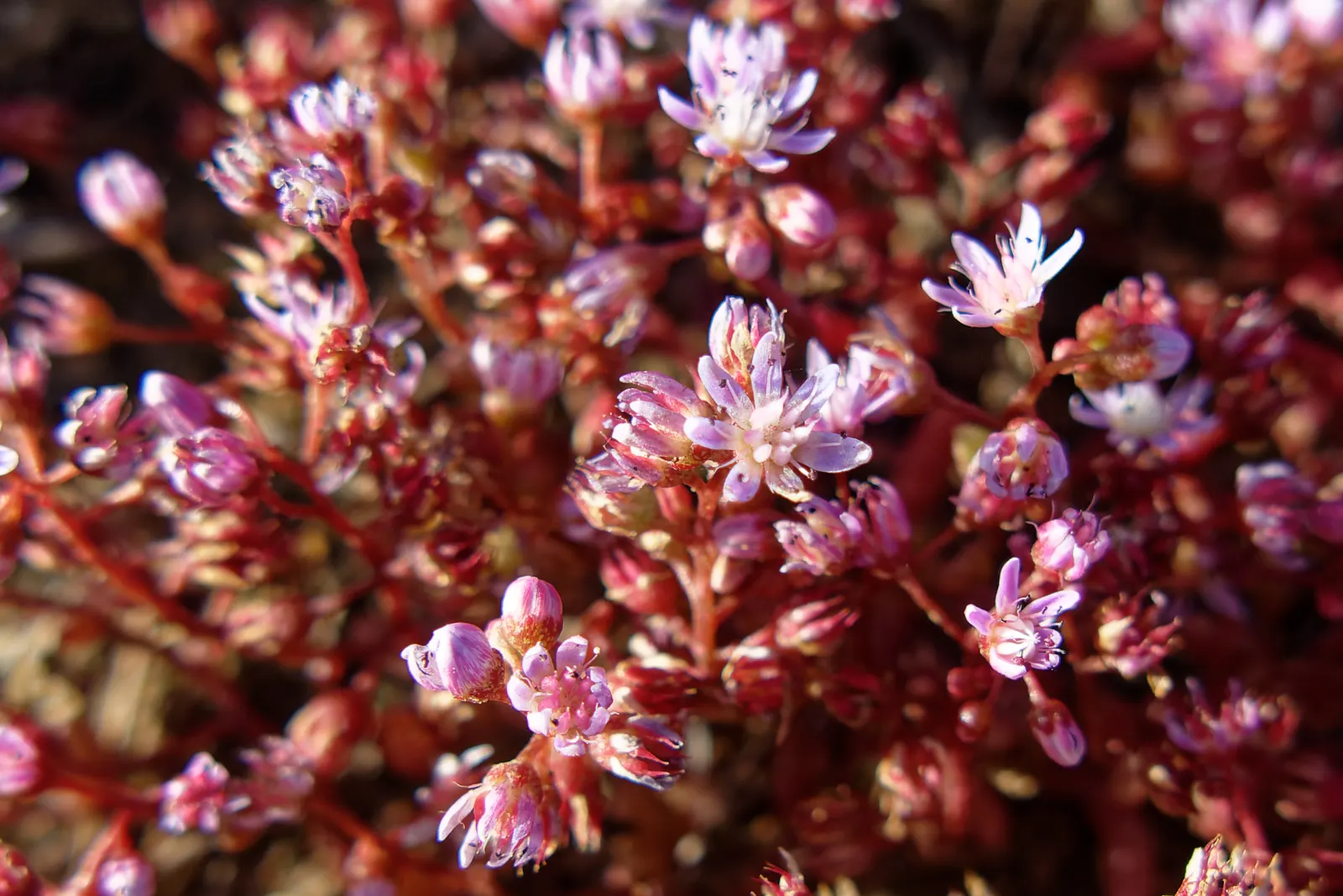 Red Stone Crop (Sedum Spurium 'Coccineium') — The Red Stone Crop, Sedum spurium 'Coccineium', boasts vibrant reddish leaves, intensifying in autumn