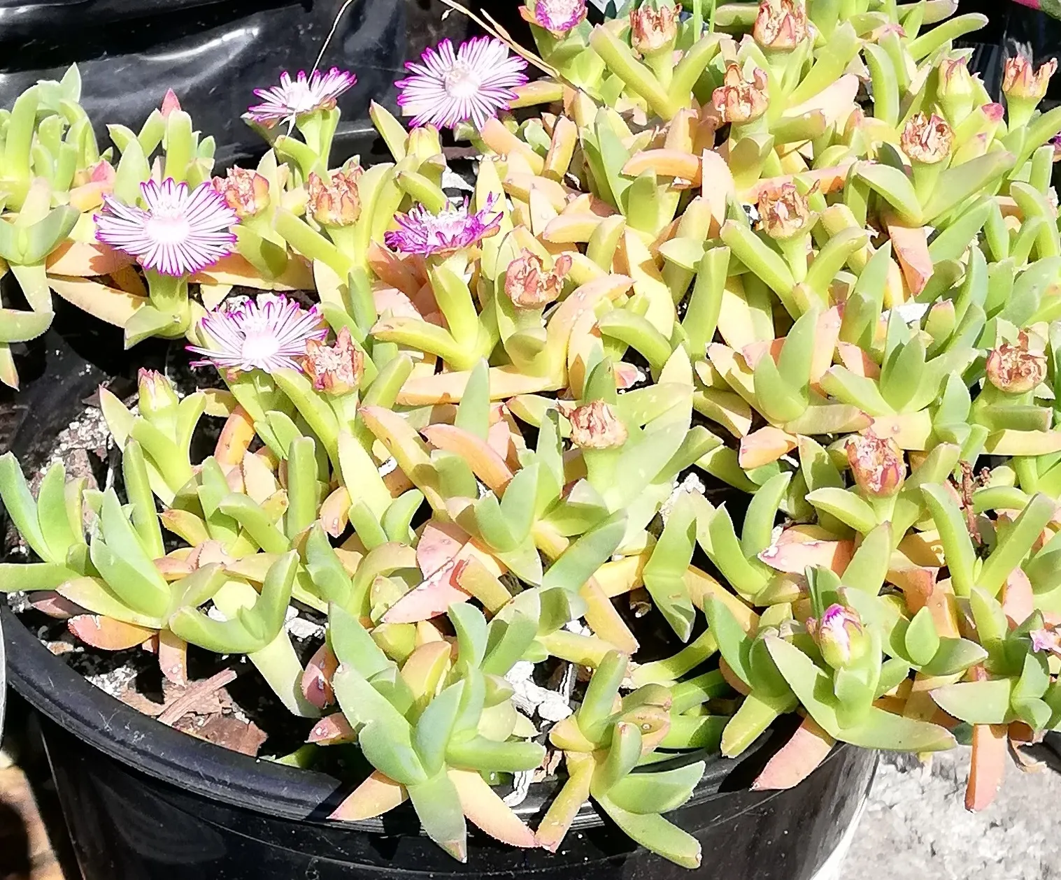 Carpet Of Stars (Ruschia Lineolata) — Ruschia lineolata 'Carpet of Stars' is a hardy, water-wise ground cover thriving in USDA zones 6-10