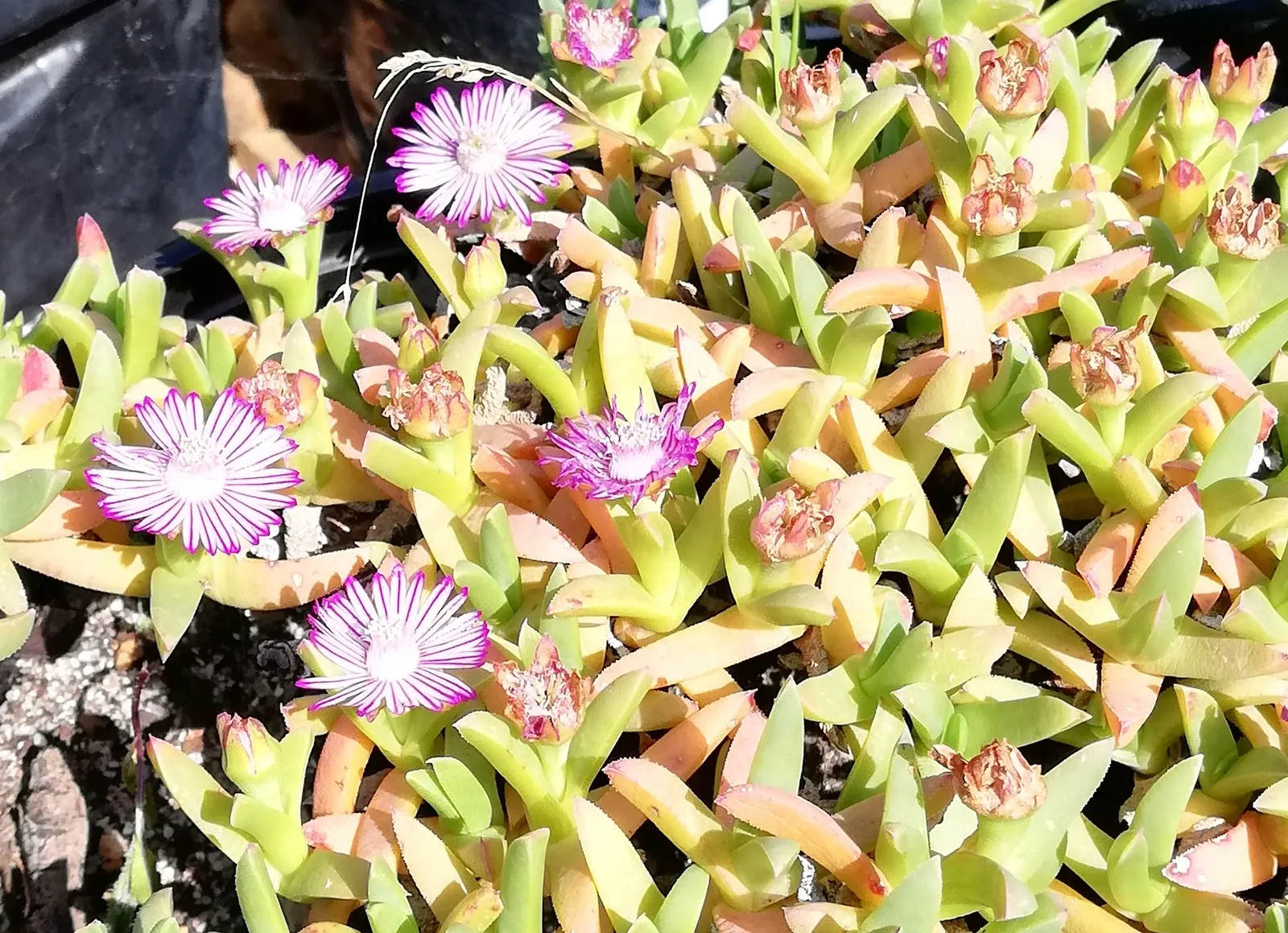 Carpet Of Stars (Ruschia Lineolata) — This resilient succulent spans 20-30 inches wide, requiring minimal maintenance