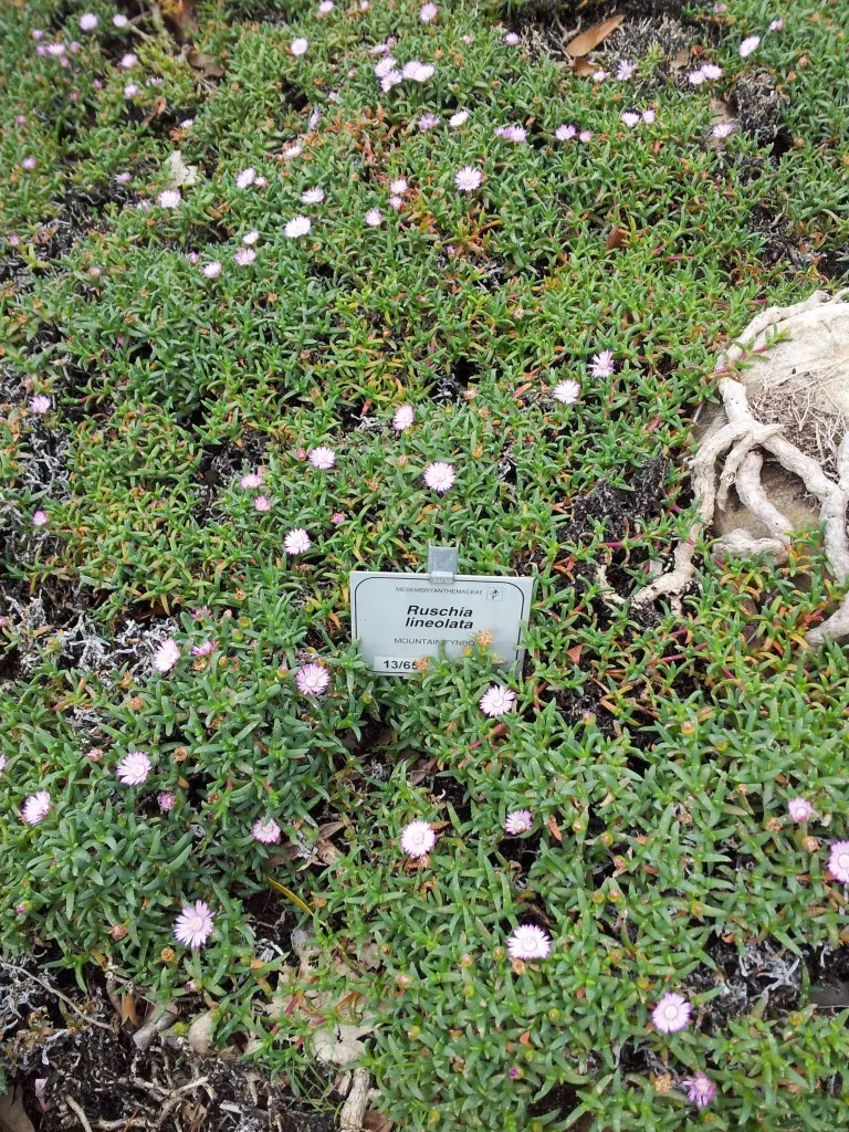 Carpet Of Stars (Ruschia Lineolata) — It displays vibrant pink blooms amidst dense, evergreen foliage up to 2.5 inches tall