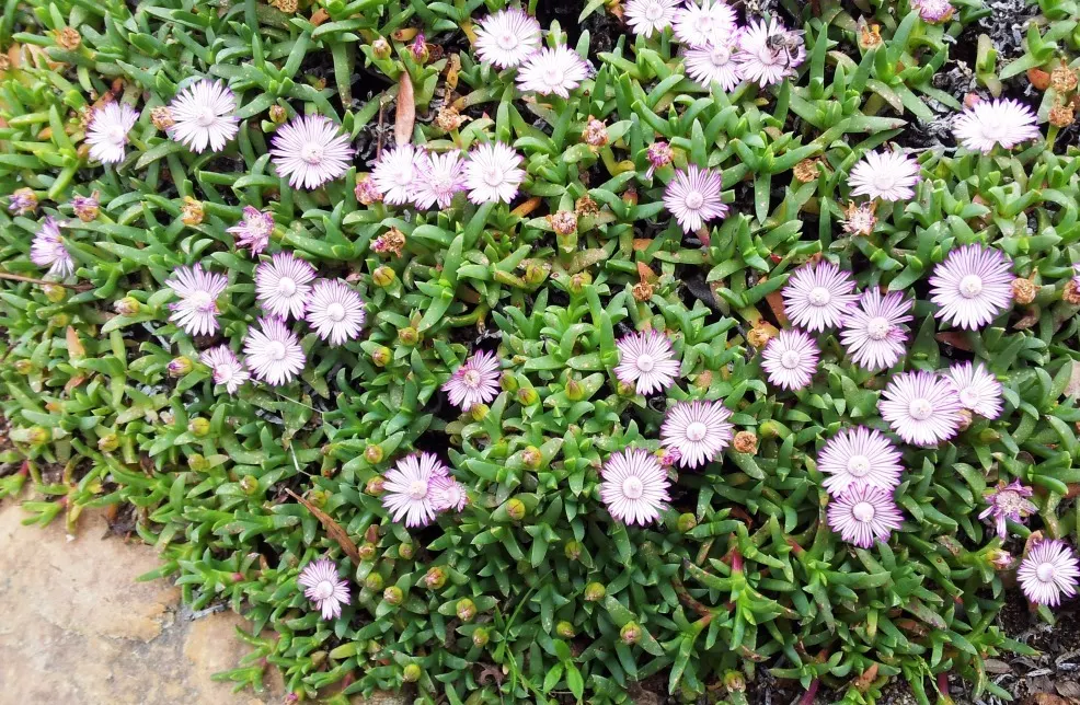 Carpet Of Stars (Ruschia Lineolata) — it tolerates foot traffic and thrives in full sun