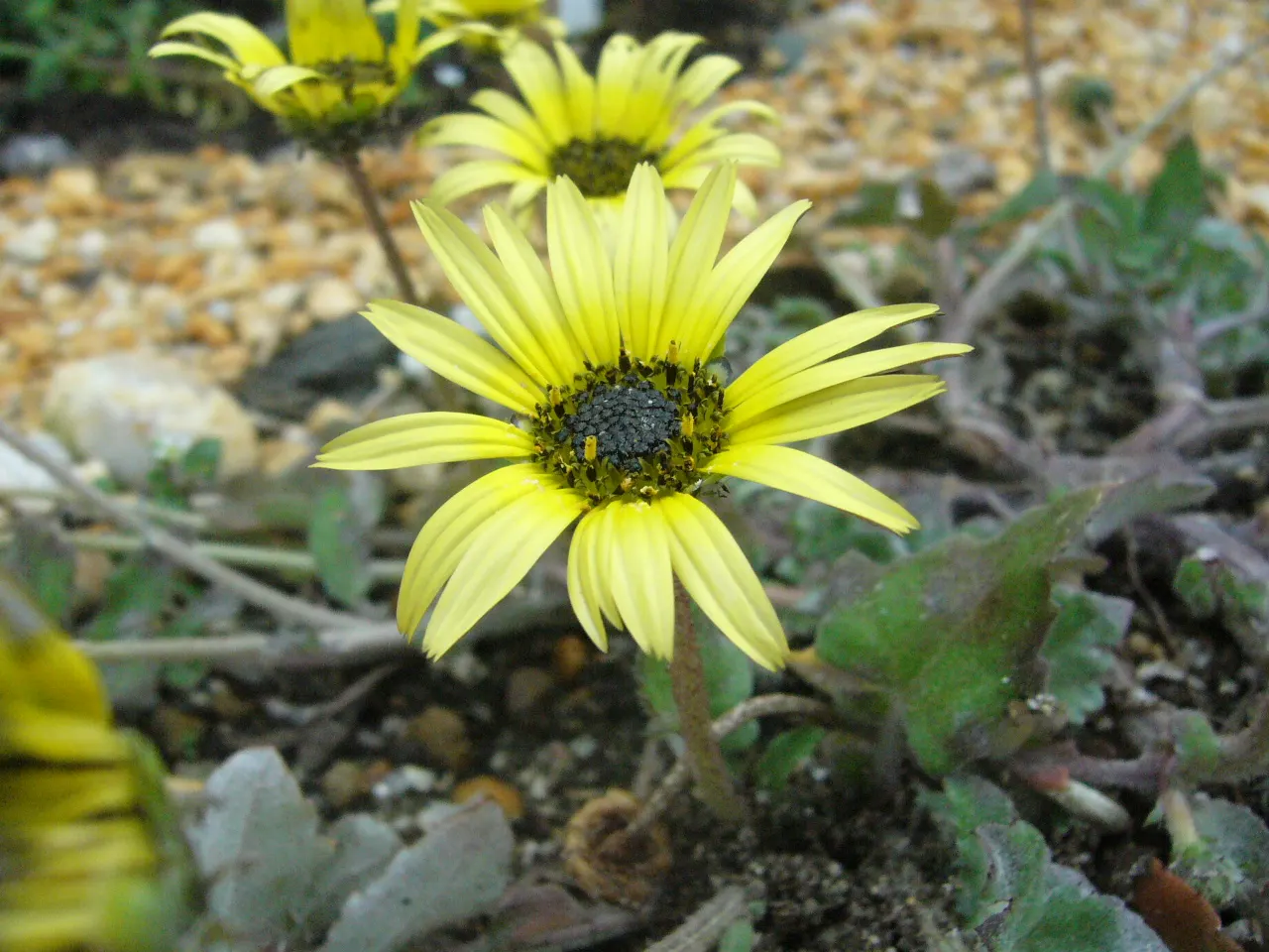 Cape Weed (Arctotheca Calendula) — so it's important to manage its spread through regular maintenance and to consult local regulations; its, image 84