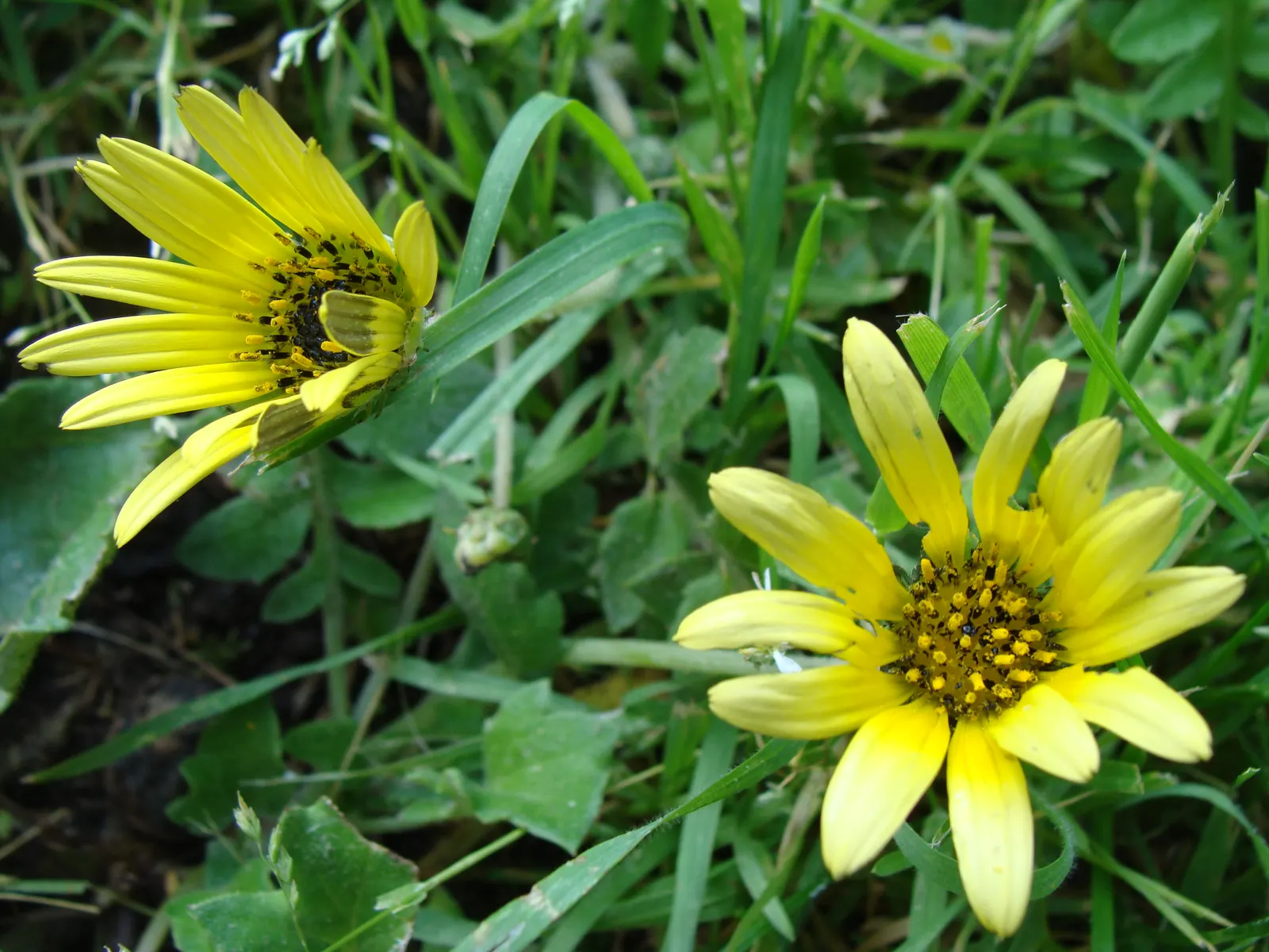 Cape Weed (Arctotheca Calendula) — Known for its adaptability; keep in mind that in some regions