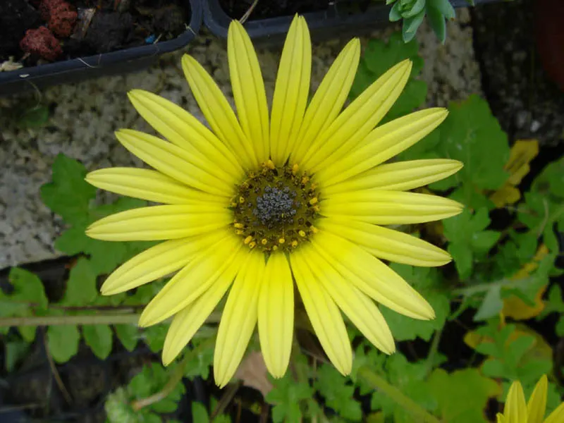 Cape Weed (Arctotheca Calendula) — so it's important to manage its spread through regular maintenance and to consult local regulations; its adaptability makes