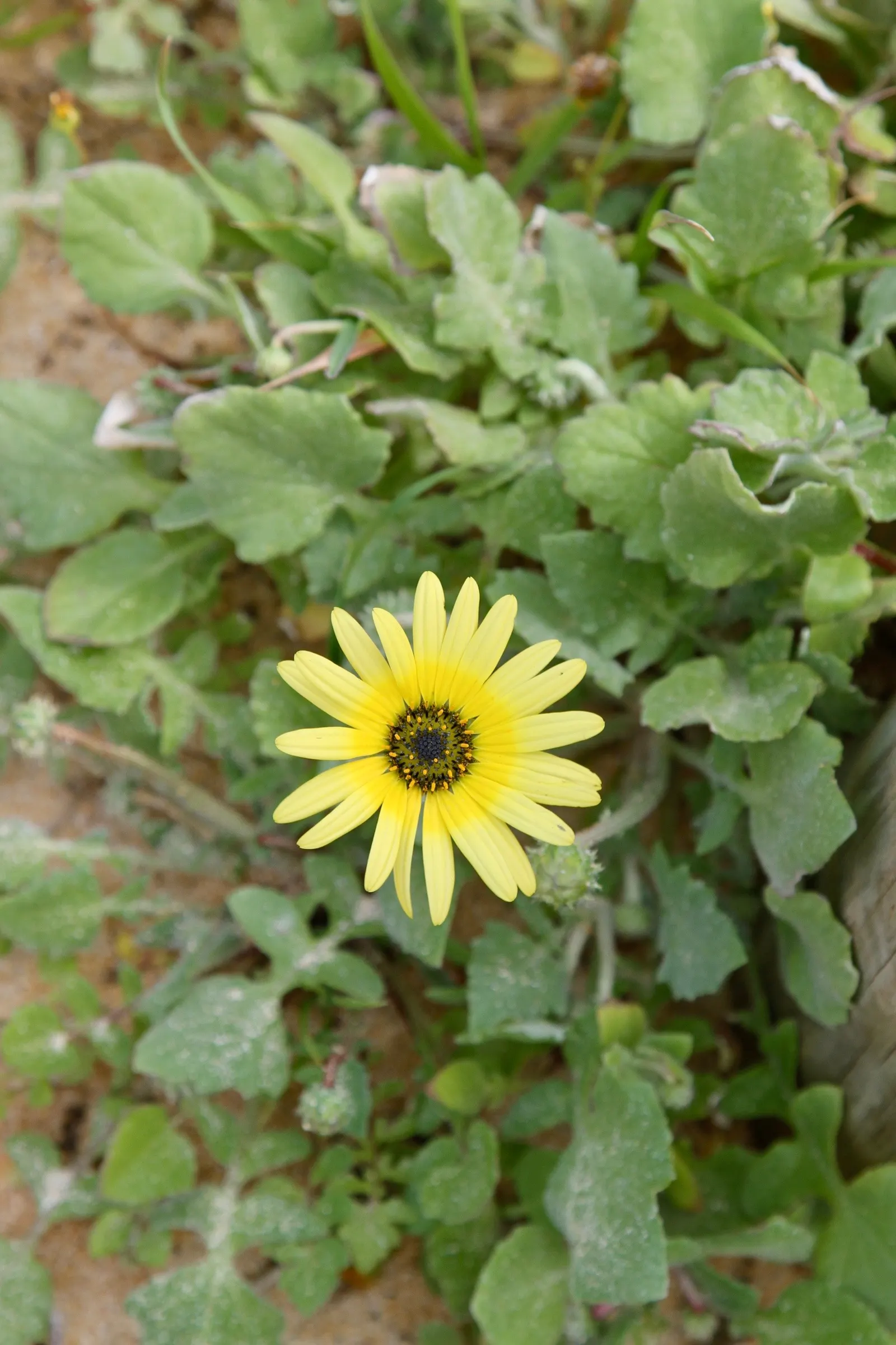 Cape Weed (Arctotheca Calendula) — low-lying perennial with a spread of up to 6 feet; button-like disc.<br><br>Cape Weed typically reaches a modest height of