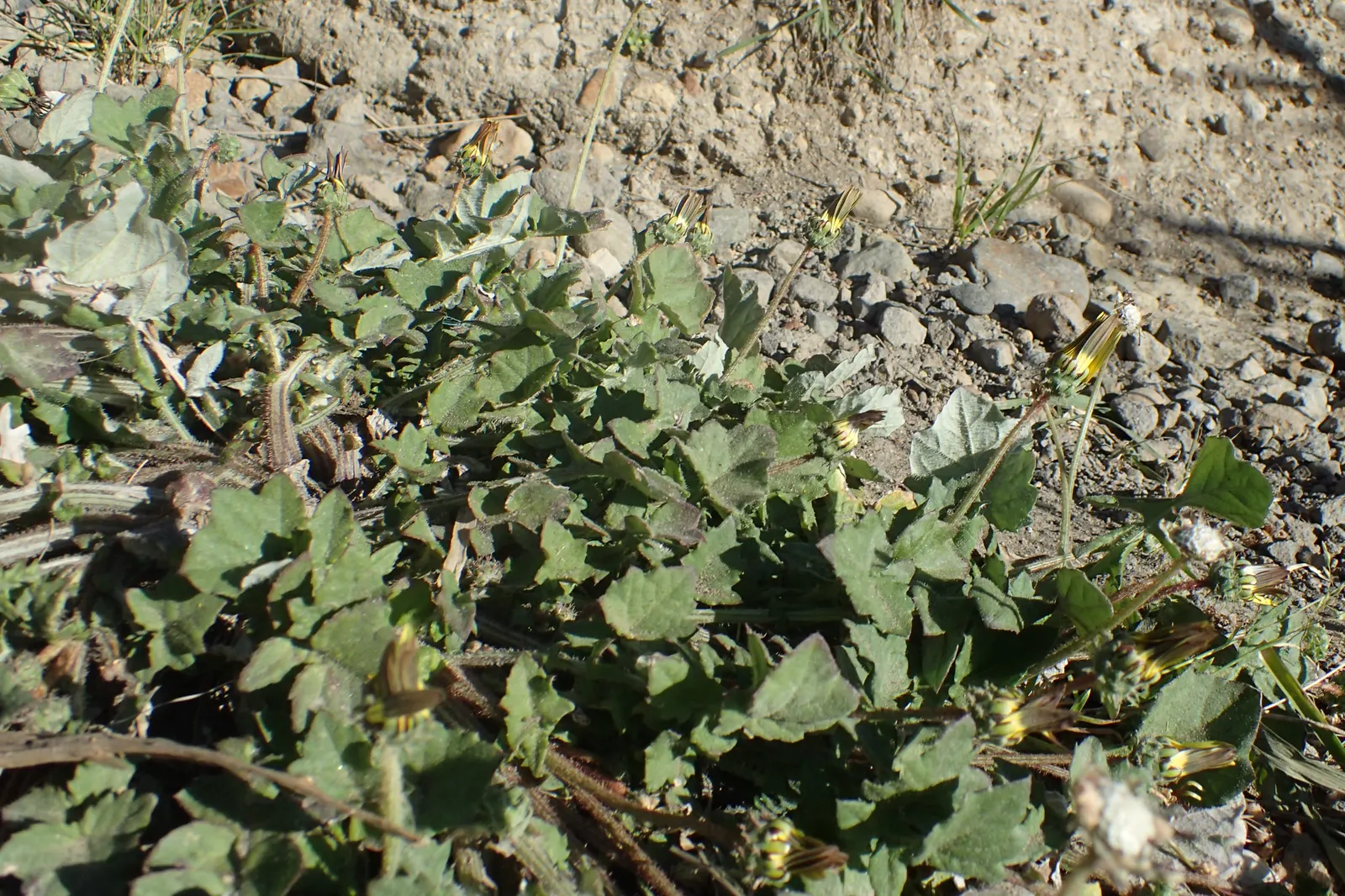 Cape Weed (Arctotheca Calendula) — Its adaptability makes it suitable for erosion control and coastal landscapes; this South African native thrives, image 63