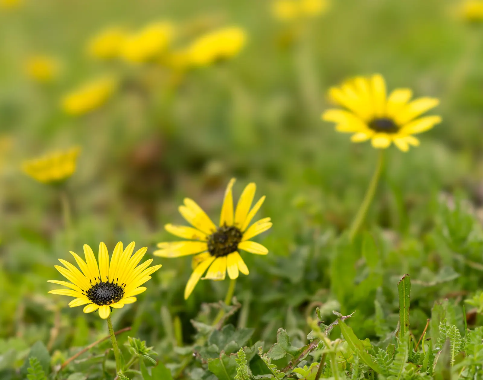 Cape Weed (Arctotheca Calendula) — Arctotheca calendula is considered invasive; yellow flowers in the garden, image 83