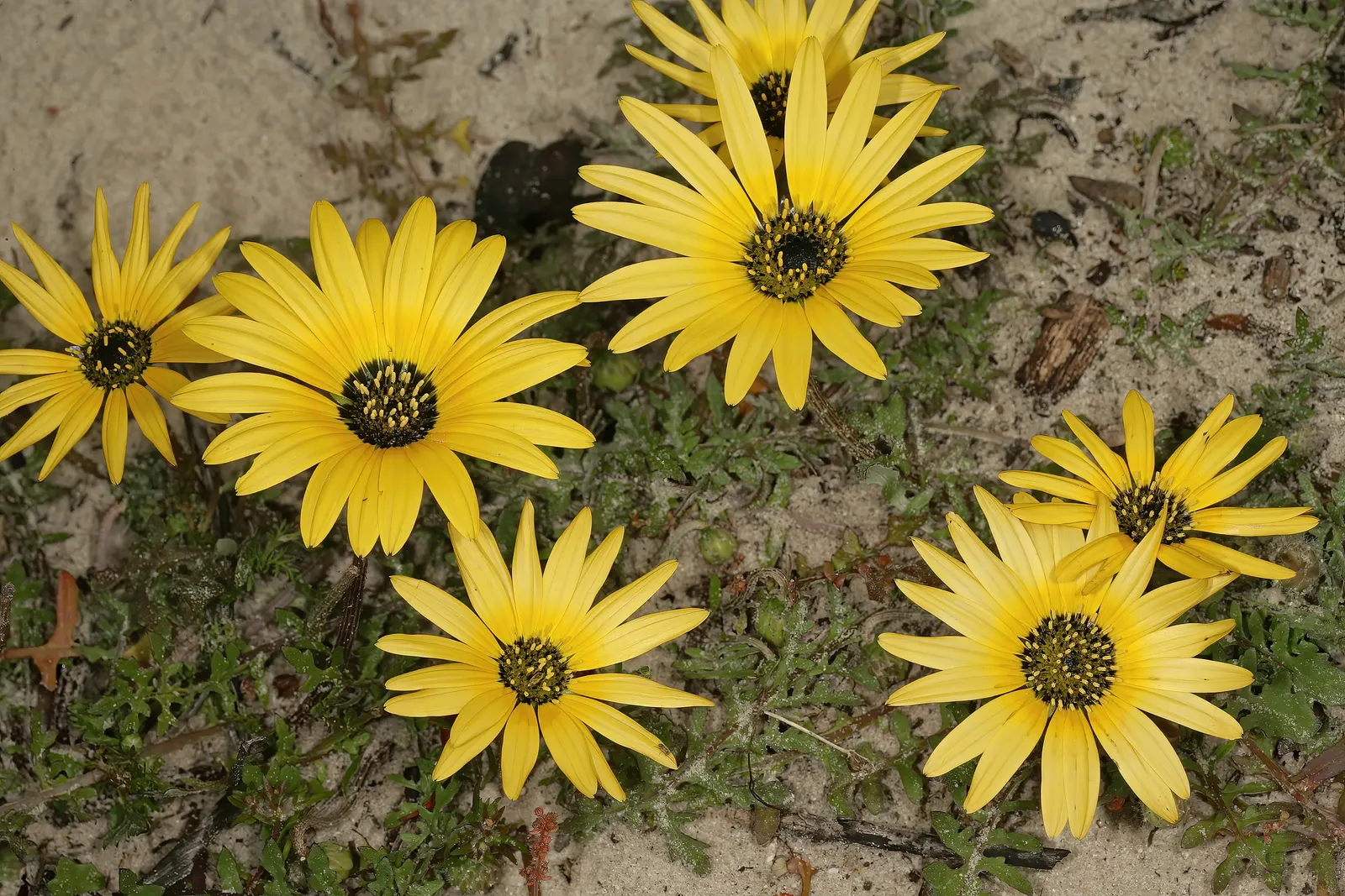 Cape Weed (Arctotheca Calendula) — so it's important to manage its spread through regular maintenance and to consult local regulations