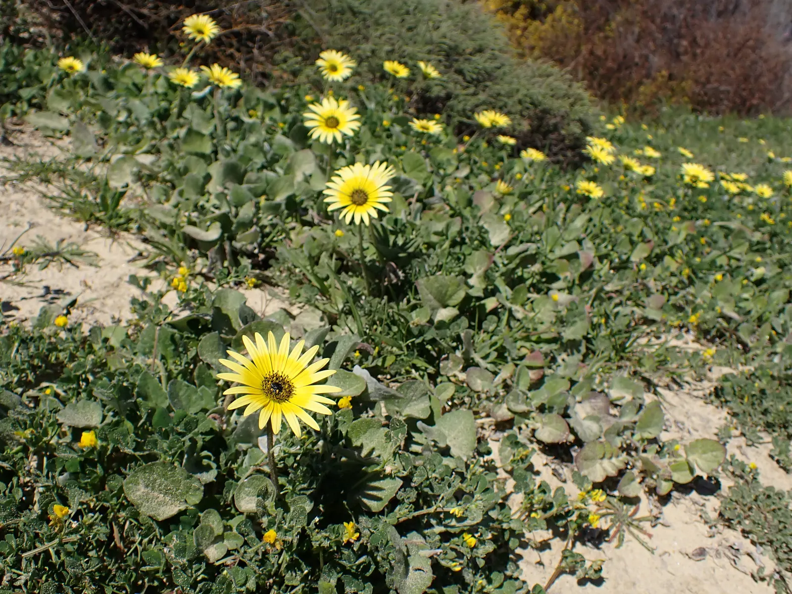 Cape Weed (Arctotheca Calendula) — low-lying perennial with a spread of up to 6 feet; button-like disc.<br><br>Cape Weed typically reaches a modest, image 60