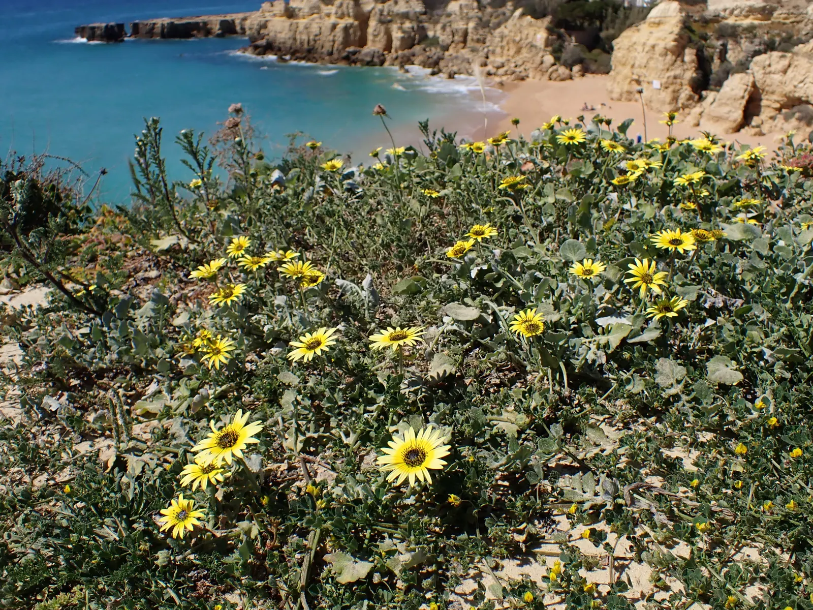 Cape Weed (Arctotheca Calendula) — It thrives in USDA hardiness zones 9 to 11 and prefers full sun but can tolerate partial shade; commonly known as Cape Weed
