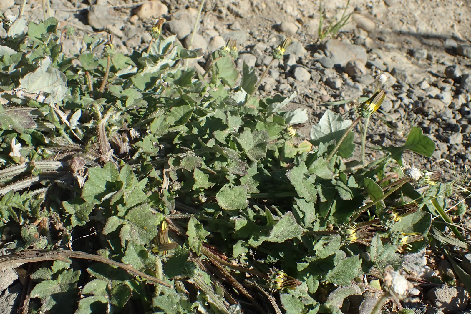Cape Weed (Arctotheca Calendula) — it's ideal as a groundcover in borders; ground cover with yellow blooms, image 79