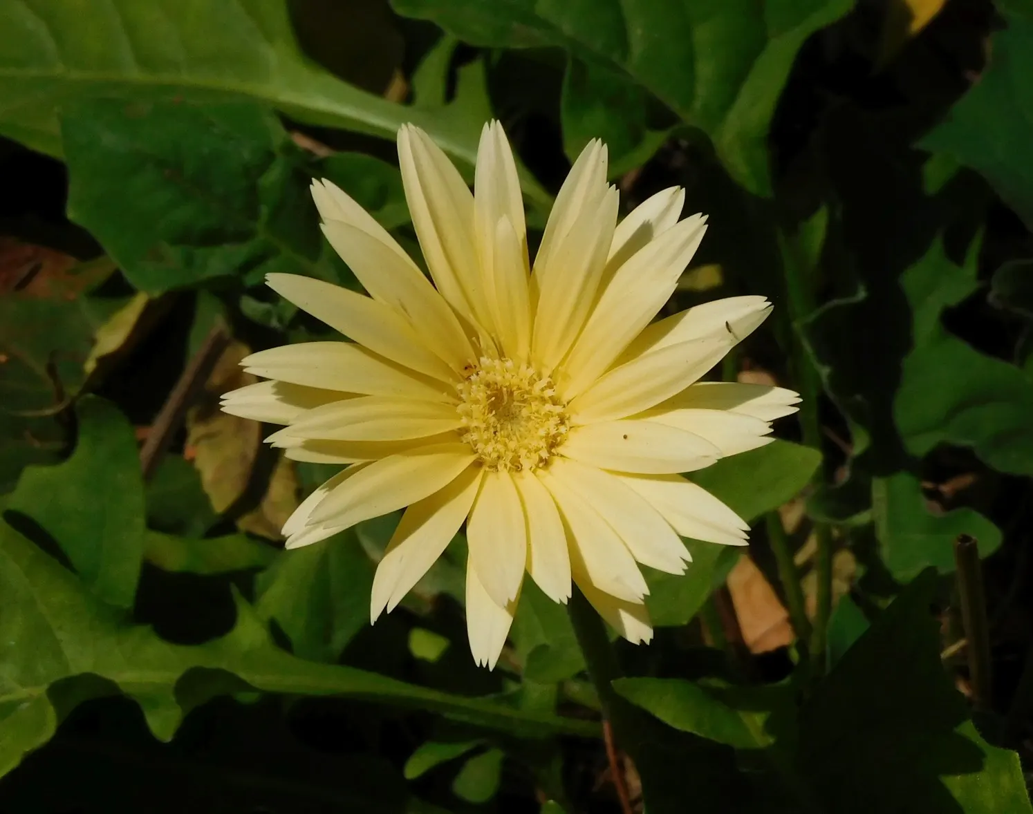 Cape Weed (Arctotheca Calendula) — as it handles salt spray effectively; it thrives in USDA hardiness zones 9 to 11 and prefers full sun but can, image 81