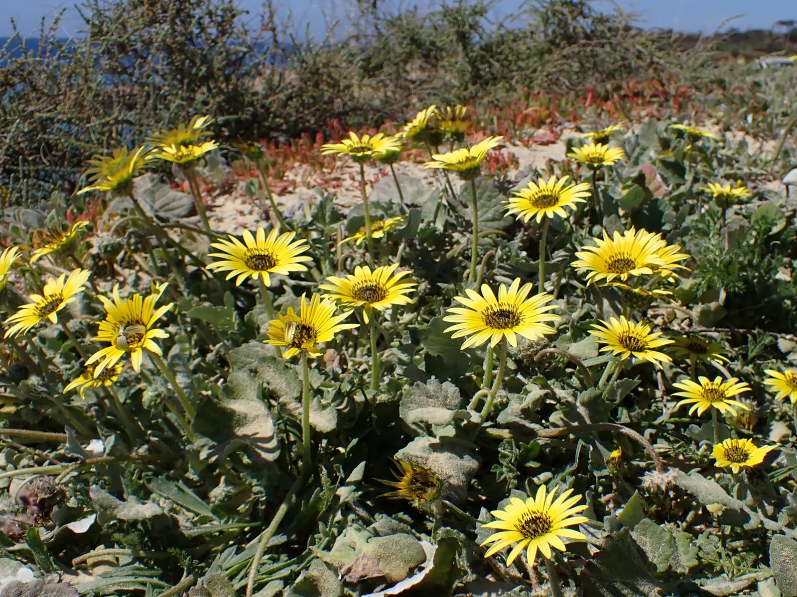 Cape Weed (Arctotheca Calendula) — Keep in mind that in some regions