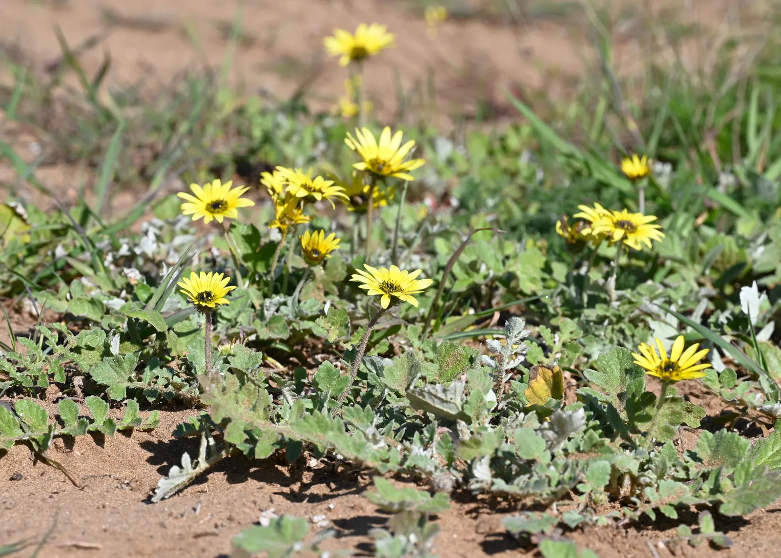 Cape Weed (Arctotheca Calendula) — adding a persistent splash of color to landscapes; low-lying perennial with a spread of up to 6 feet