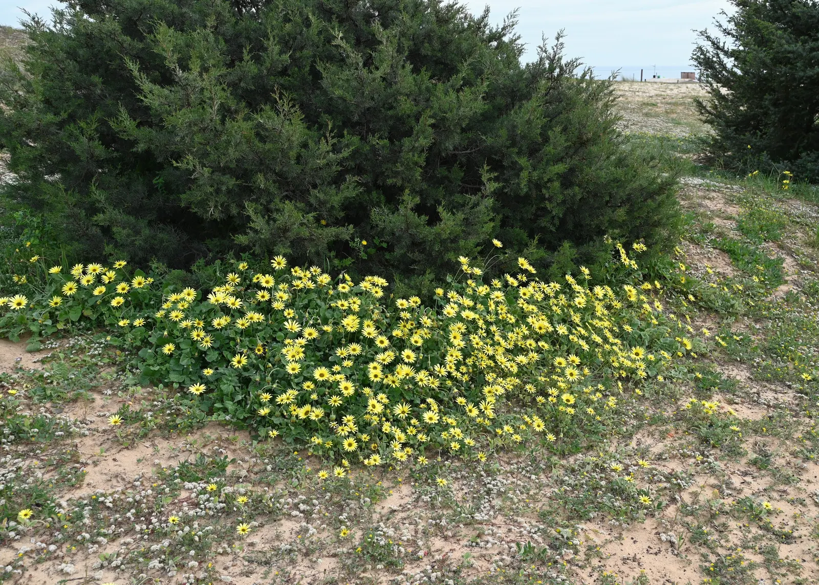 Cape Weed (Arctotheca Calendula) — reaching lengths of 4 to 6 inches; is an herbaceous perennial that hails from South Africa but has naturalized in various