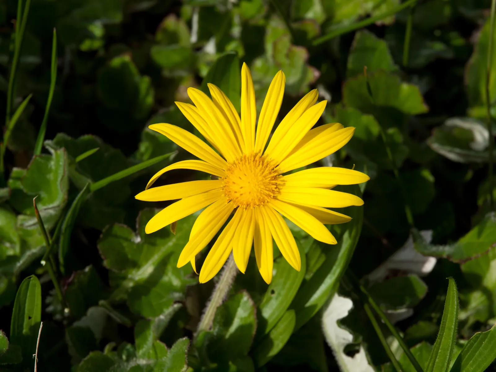Cape Weed (Arctotheca Calendula) — is an herbaceous perennial that hails from South Africa but has naturalized in various parts of the world; the, image 94