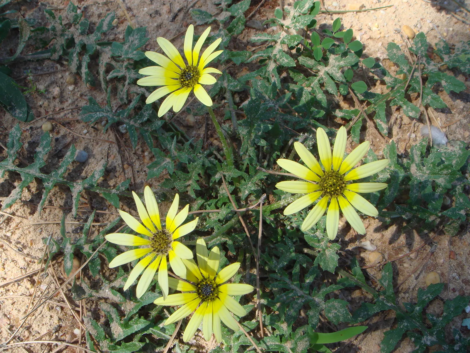 Cape Weed (Arctotheca Calendula) — commonly known as Cape Weed; preferring full sun to partial shade and well-draining soils