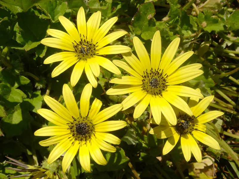 Cape Weed (Arctotheca Calendula) — yellow flowers in the garden; with a spread that can extend to 2 feet