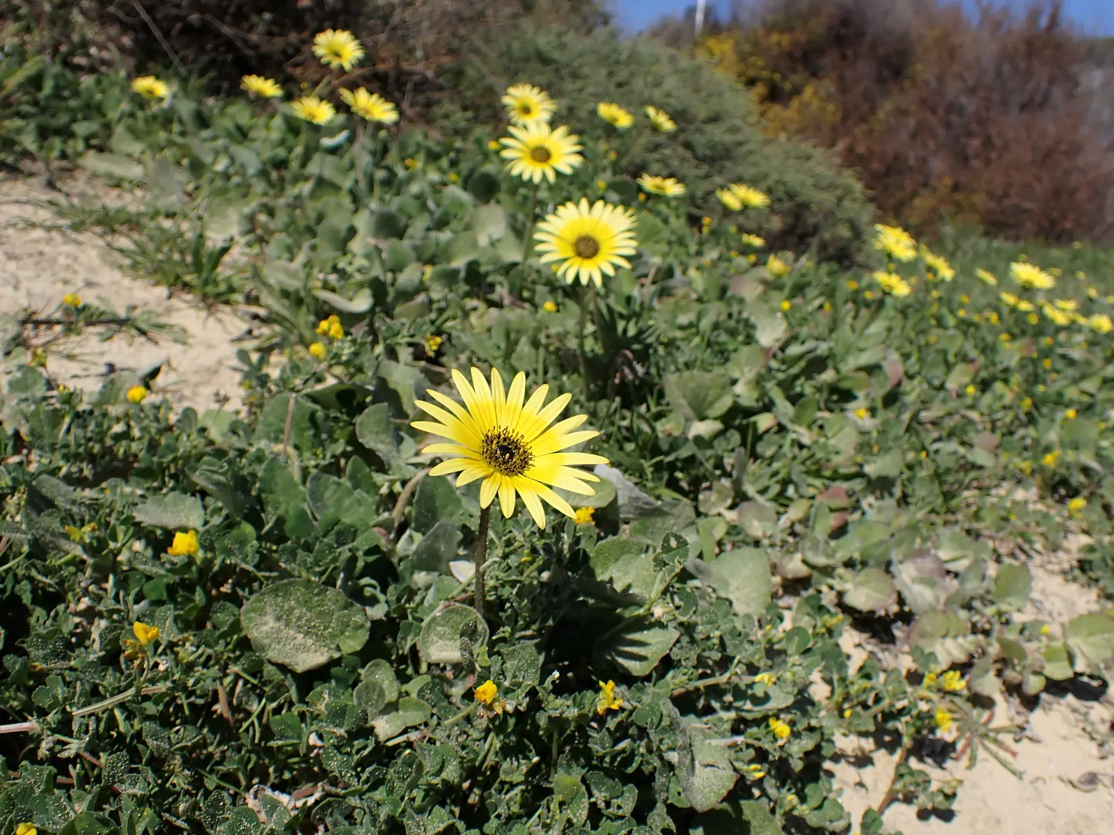 Cape Weed (Arctotheca Calendula) — Known for its adaptability
