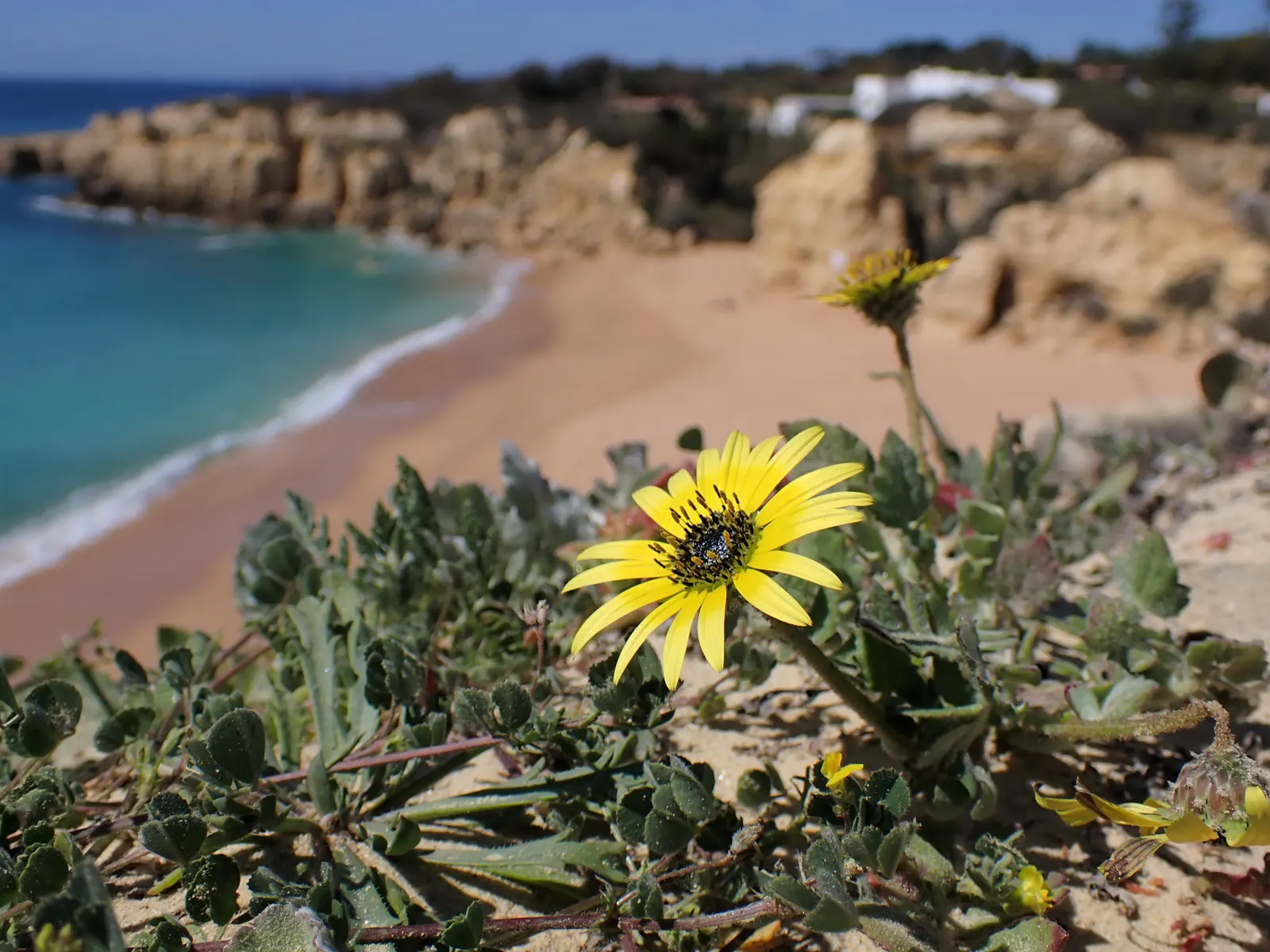 Cape Weed (Arctotheca Calendula) — which contributes to the Cape Weed's dense; the plant's resilience is notable - it handles drought conditions, image 77