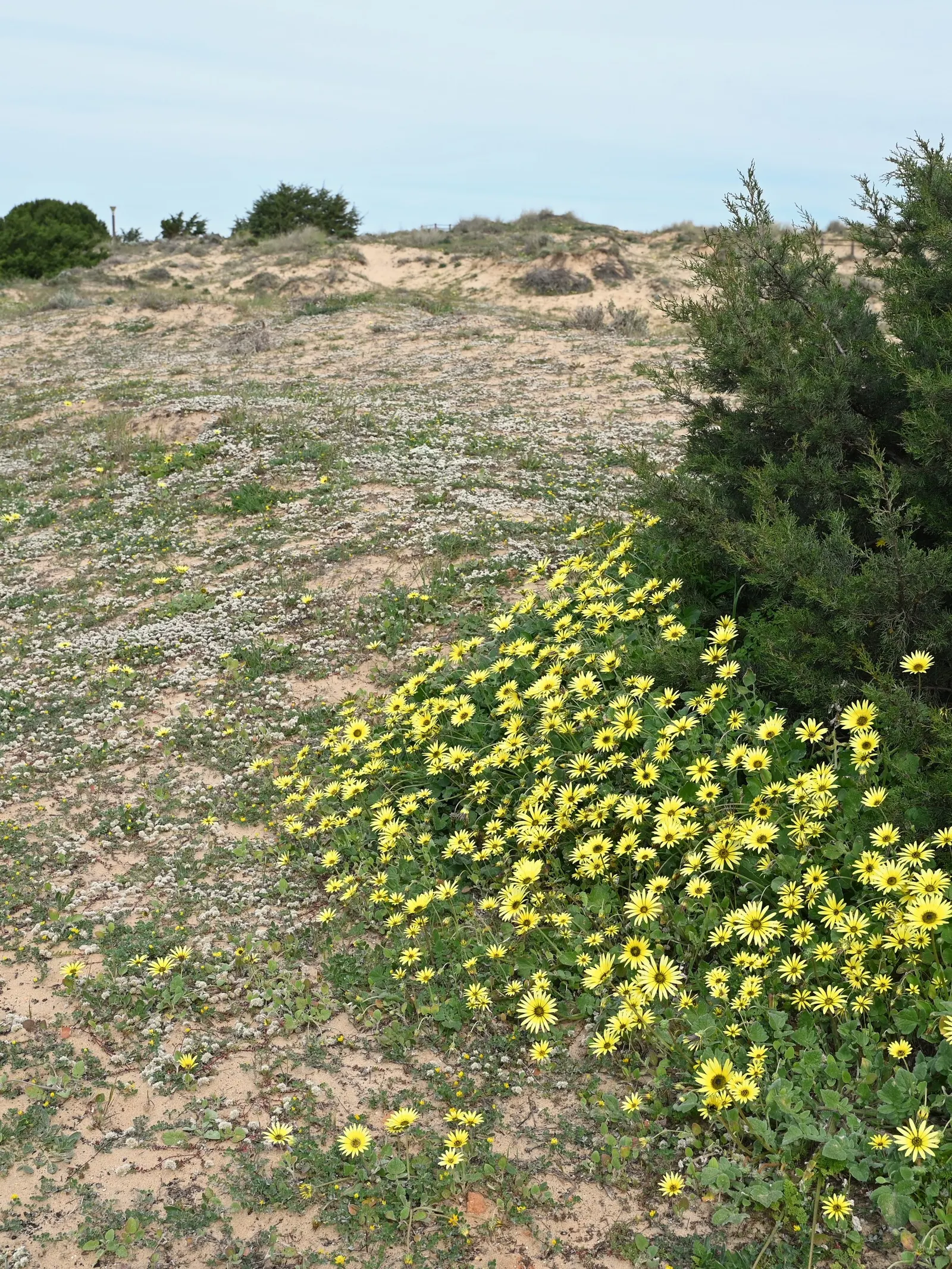 Cape Weed (Arctotheca Calendula) — Its adaptability makes it suitable for erosion control and coastal landscapes; this South African native thrives, image 92