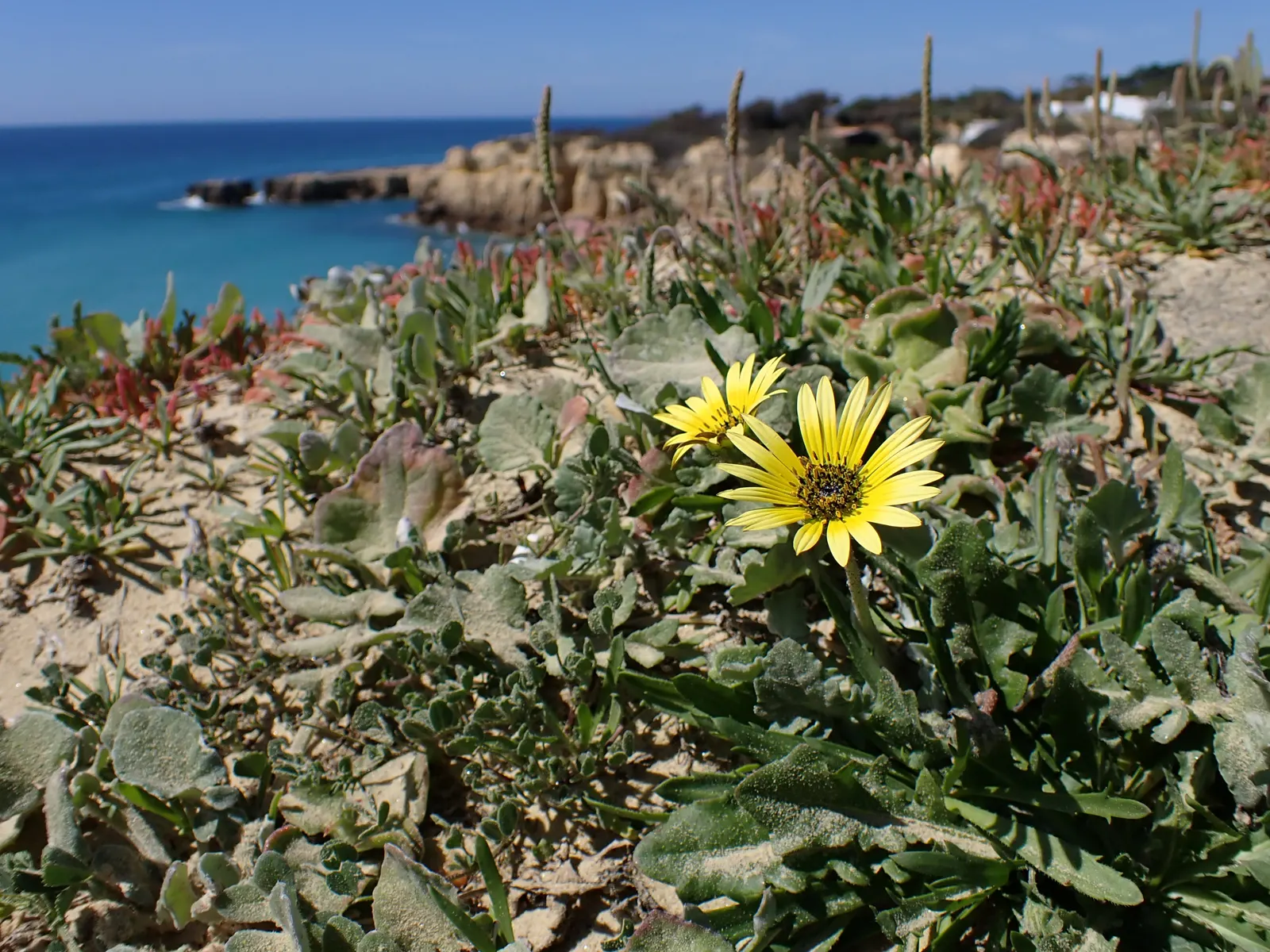 Cape Weed (Arctotheca Calendula) — or as a filler in coastal settings