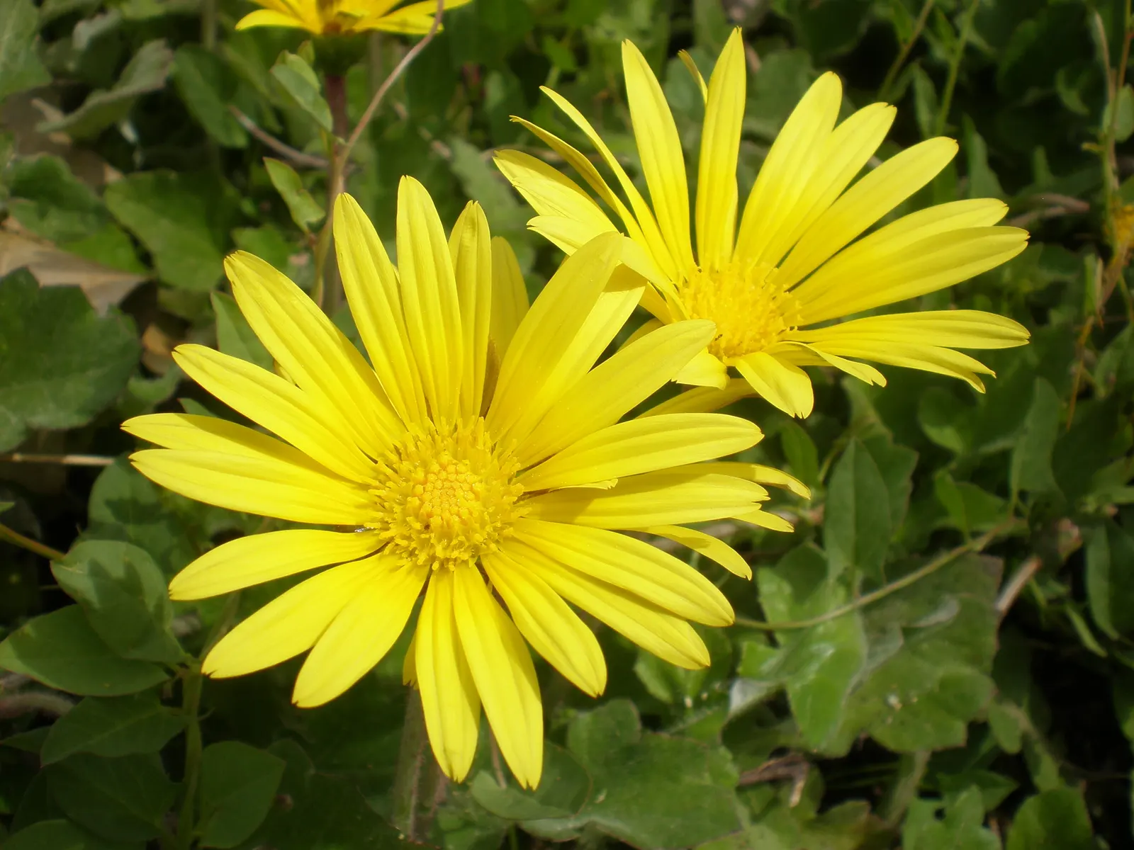 Cape Weed (Arctotheca Calendula) — commonly known as Cape Weed