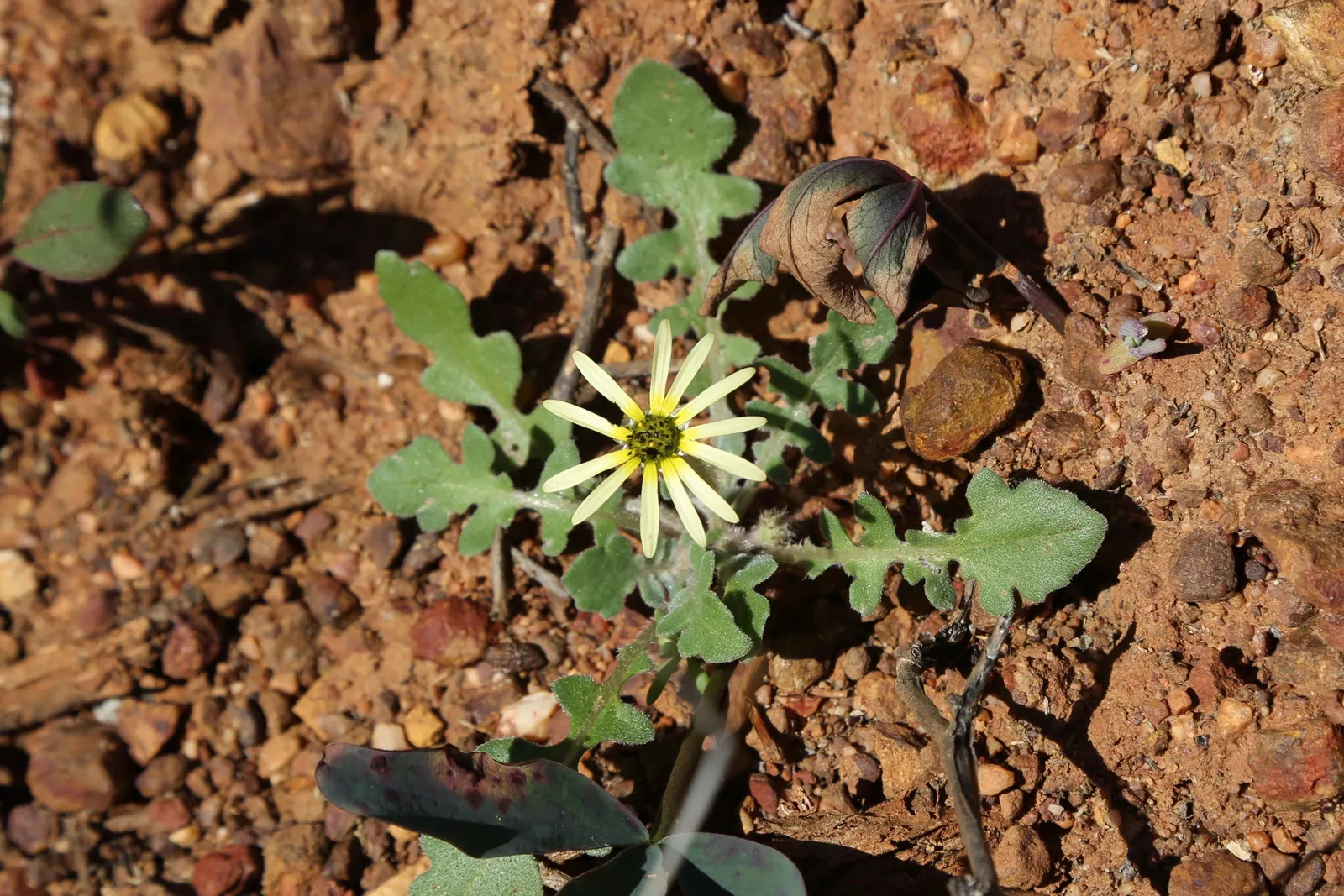 Cape Weed (Arctotheca Calendula) — Arctotheca calendula is considered invasive