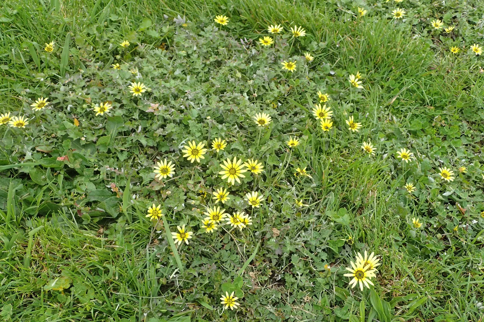 Cape Weed (Arctotheca Calendula) — The plant's resilience is notable - it handles drought conditions well and can manage in various soil types, image 72