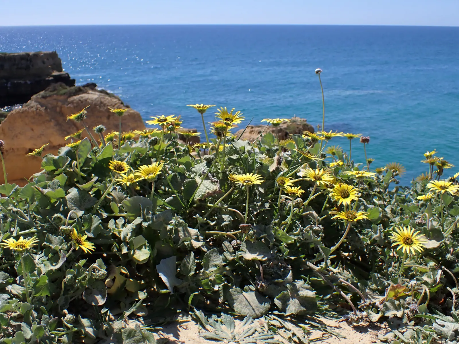 Cape Weed (Arctotheca Calendula) — It thrives in USDA hardiness zones 9 to 11 and prefers full sun but can tolerate partial shade