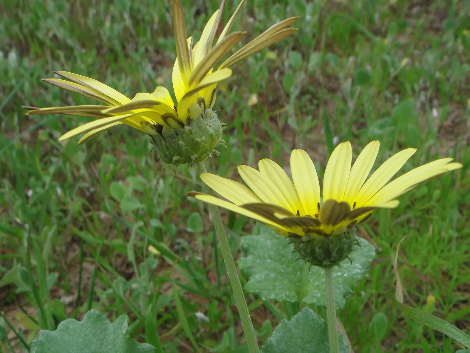 Cape Weed (Arctotheca Calendula) — These daisy-like blooms span approximately 2 to 3 inches across and are centered with a dark