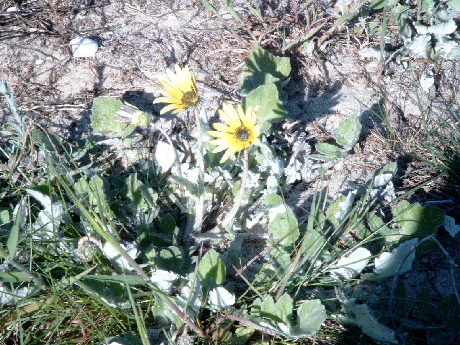 Cape Weed (Arctotheca Calendula) — These daisy-like blooms span approximately 2 to 3 inches across and are centered with a dark; adding a, image 68
