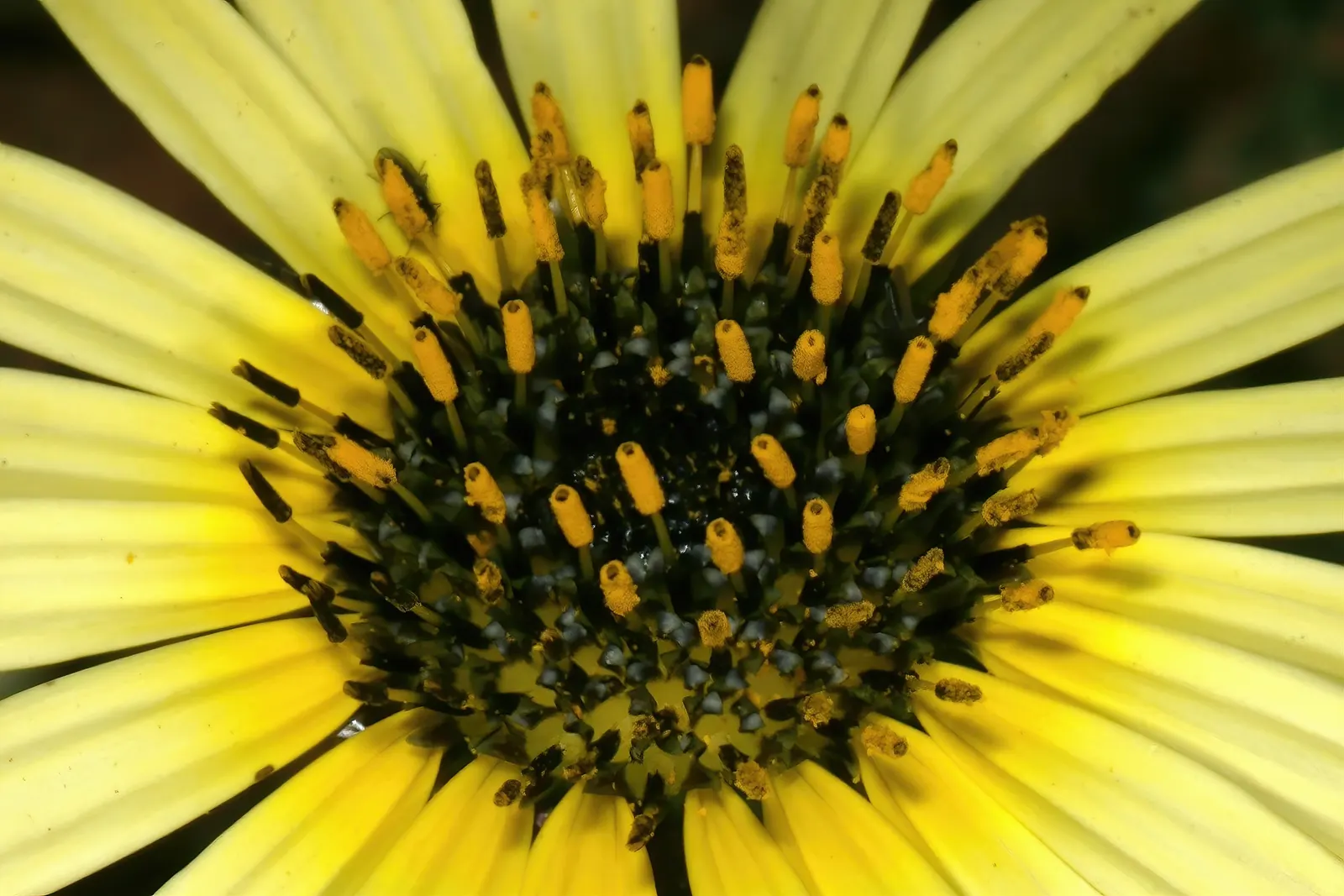 Cape Weed (Arctotheca Calendula) — with a slightly leathery texture and silvery-green hue