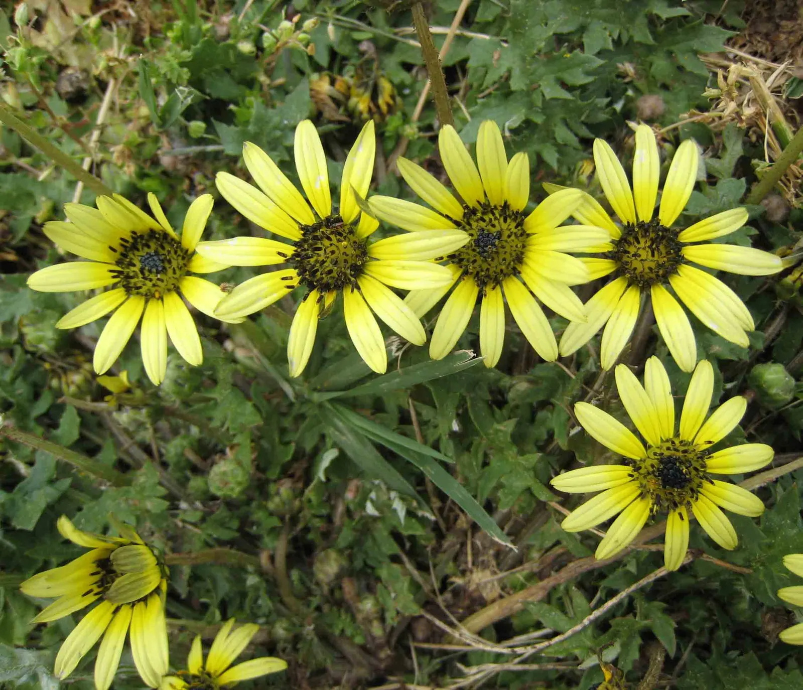 Cape Weed (Arctotheca Calendula) — as it handles salt spray effectively