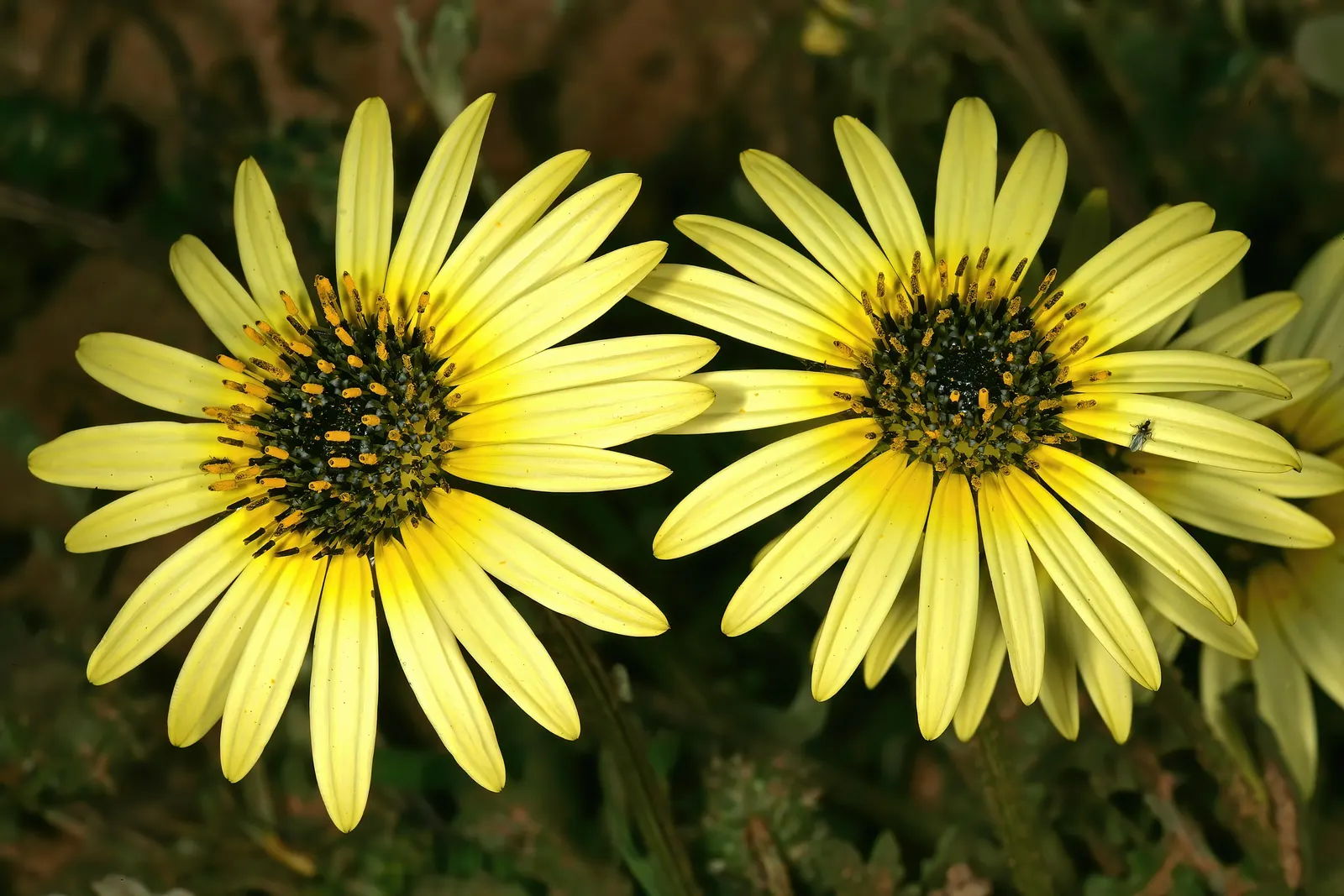 Cape Weed (Arctotheca Calendula) — adding a persistent splash of color to landscapes