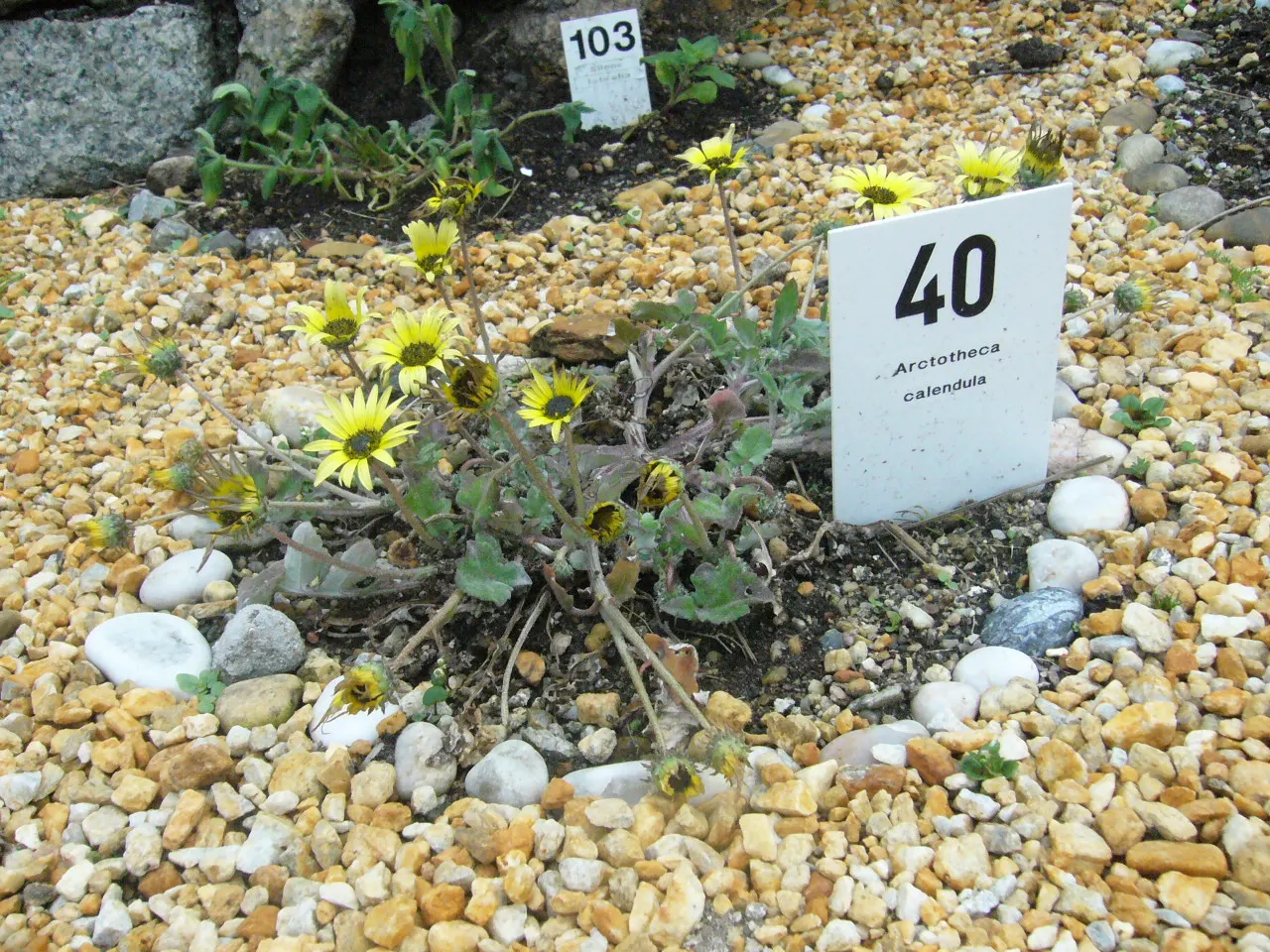 Cape Weed (Arctotheca Calendula) — although it does best in well-drained soil.<br><br>Its foliage is unique, image 44