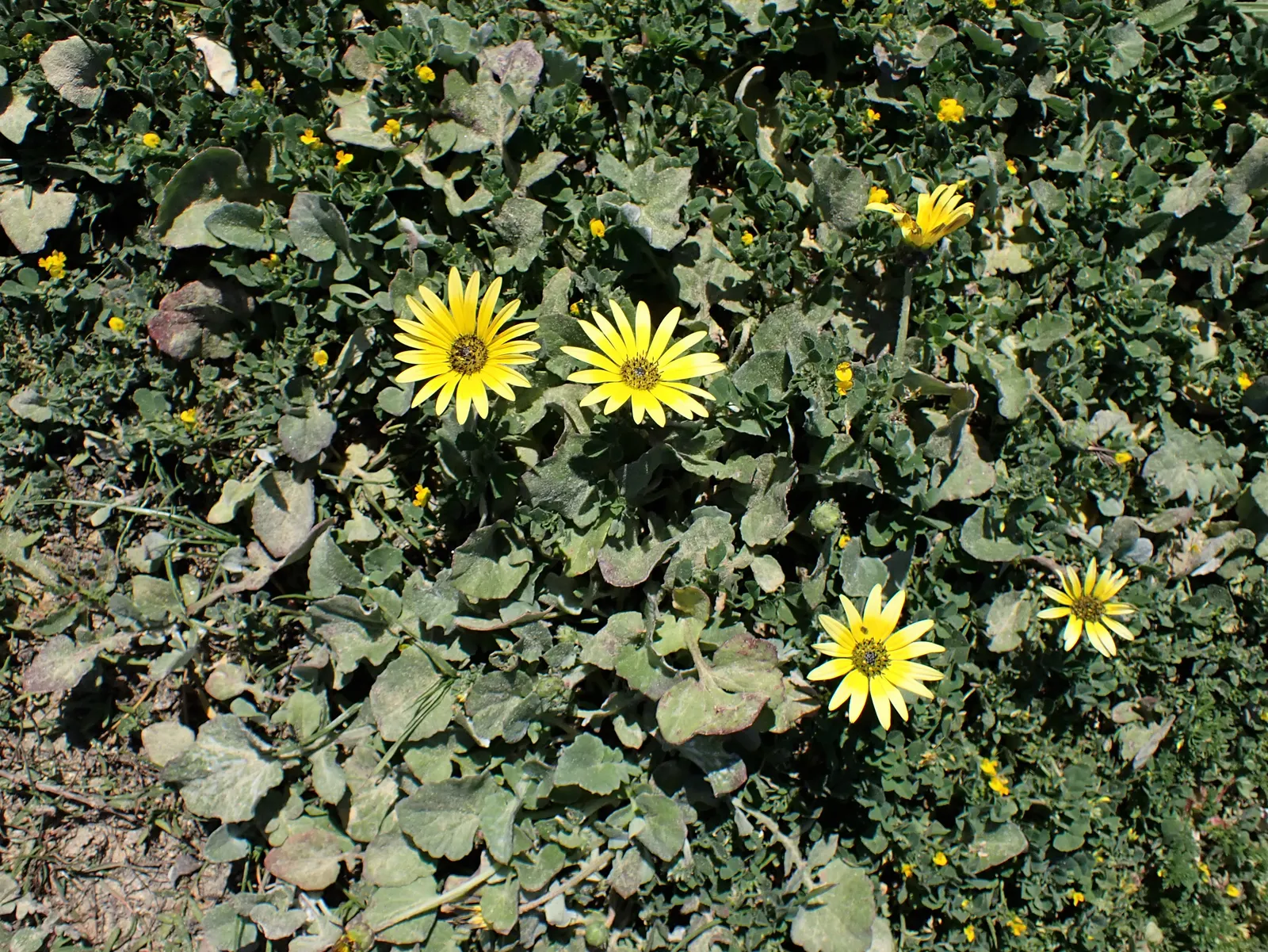 Cape Weed (Arctotheca Calendula) — Its adaptability makes it suitable for erosion control and coastal landscapes