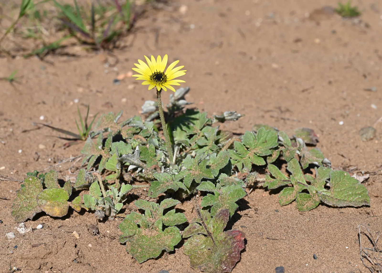 Cape Weed (Arctotheca Calendula) — it's ideal as a groundcover in borders; ground cover with yellow blooms