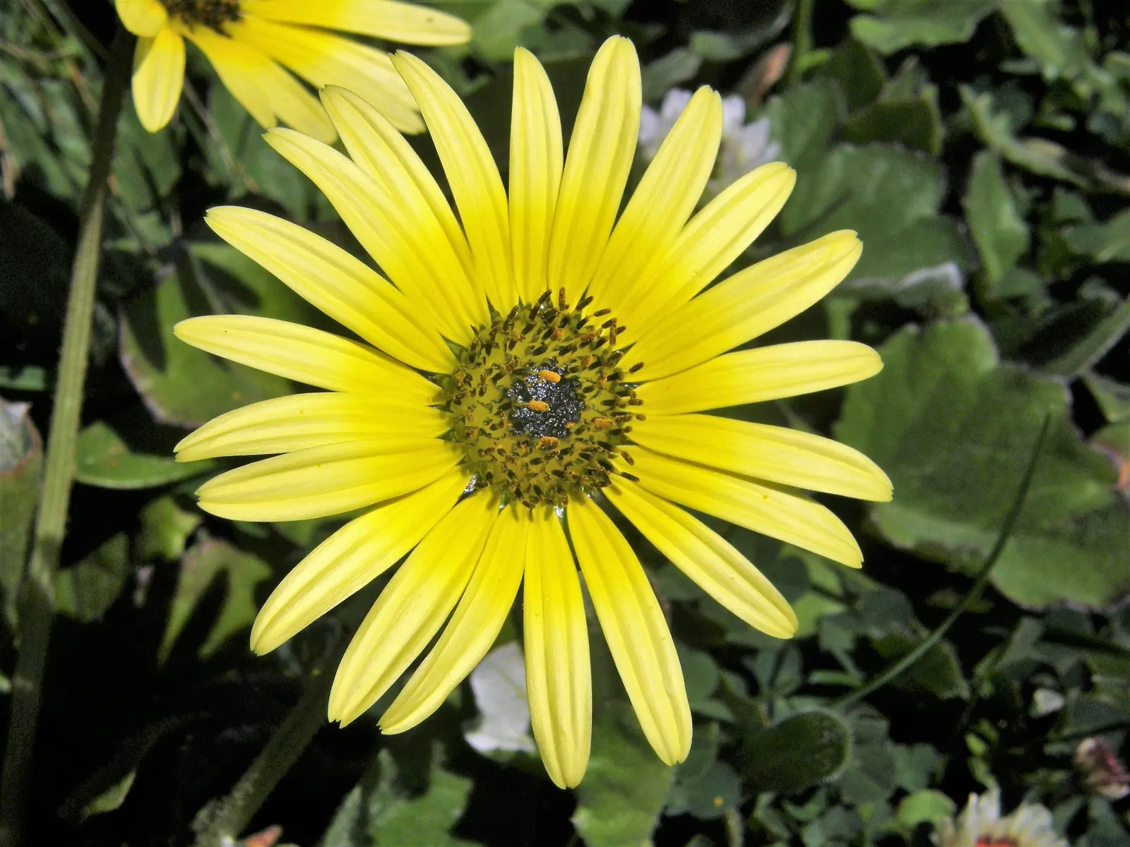 Cape Weed (Arctotheca Calendula) — with a spread that can extend to 2 feet; as it handles salt spray effectively, image 70