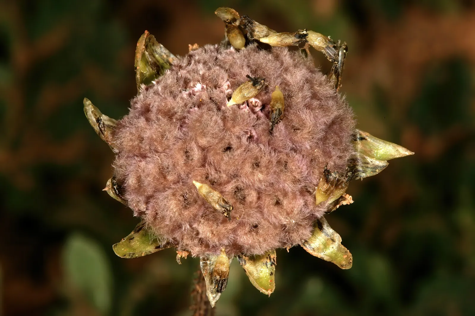 Cape Weed (Arctotheca Calendula) — reaching lengths of 4 to 6 inches