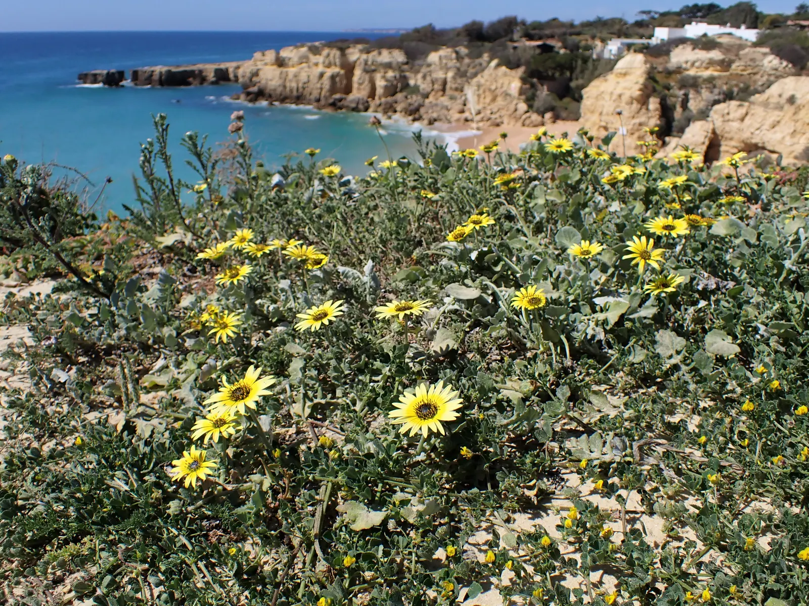 Cape Weed (Arctotheca Calendula) — Known for its adaptability; keep in mind that in some regions, image 66