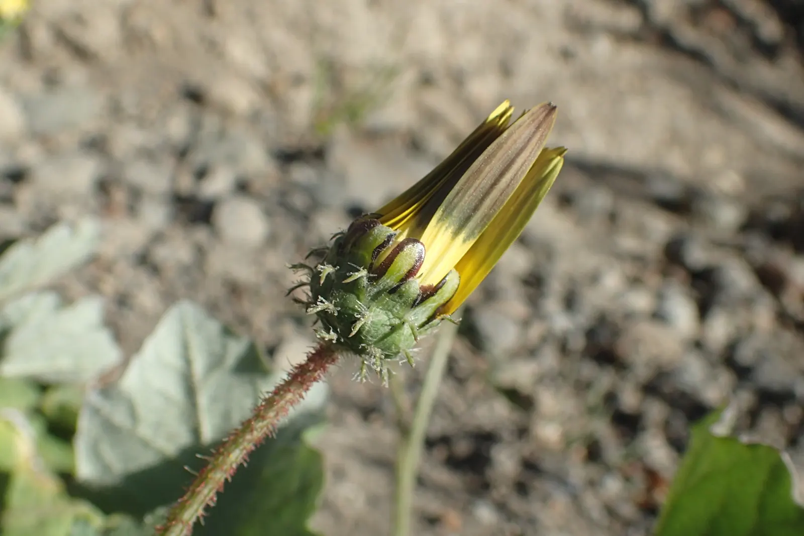 Cape Weed (Arctotheca Calendula) — commonly known as Cape Weed; preferring full sun to partial shade and well-draining soils, image 88
