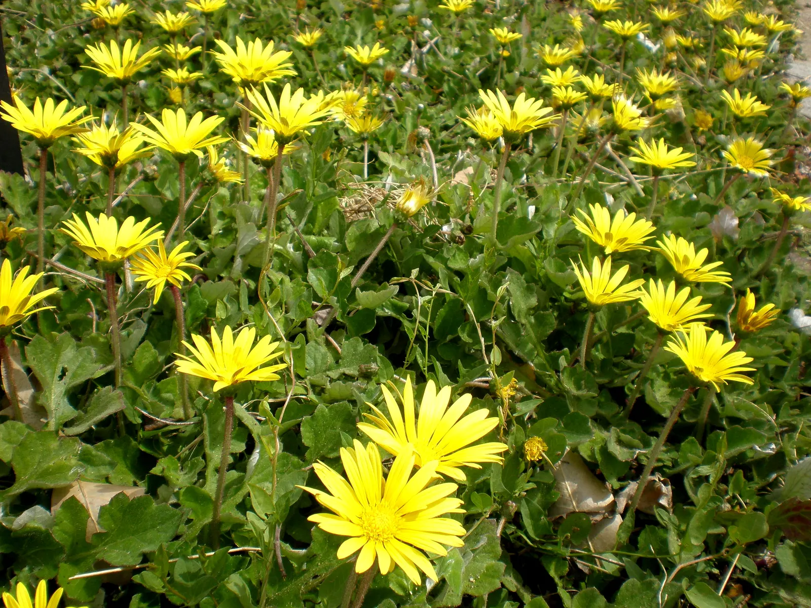 Cape Weed (Arctotheca Calendula) — mat-forming characteristic.<br><br>When incorporating Cape Weed into landscape design; it's ideal as a groundcover in borders