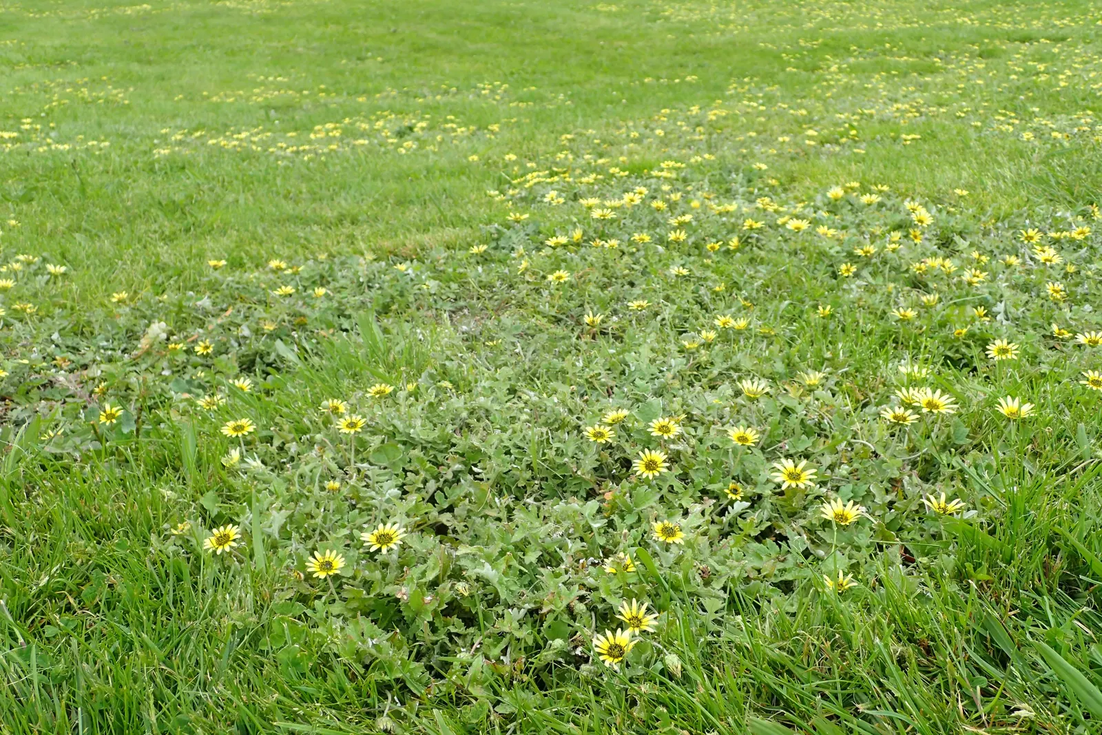 Cape Weed (Arctotheca Calendula) — ground cover with yellow blooms; which contributes to the Cape Weed's dense