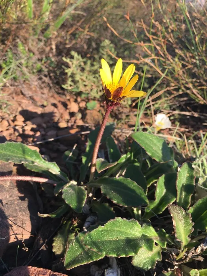 Cape Weed (Arctotheca Calendula) — scientifically named Arctotheca calendula; these daisy-like blooms span approximately 2 to 3 inches across and, image 93